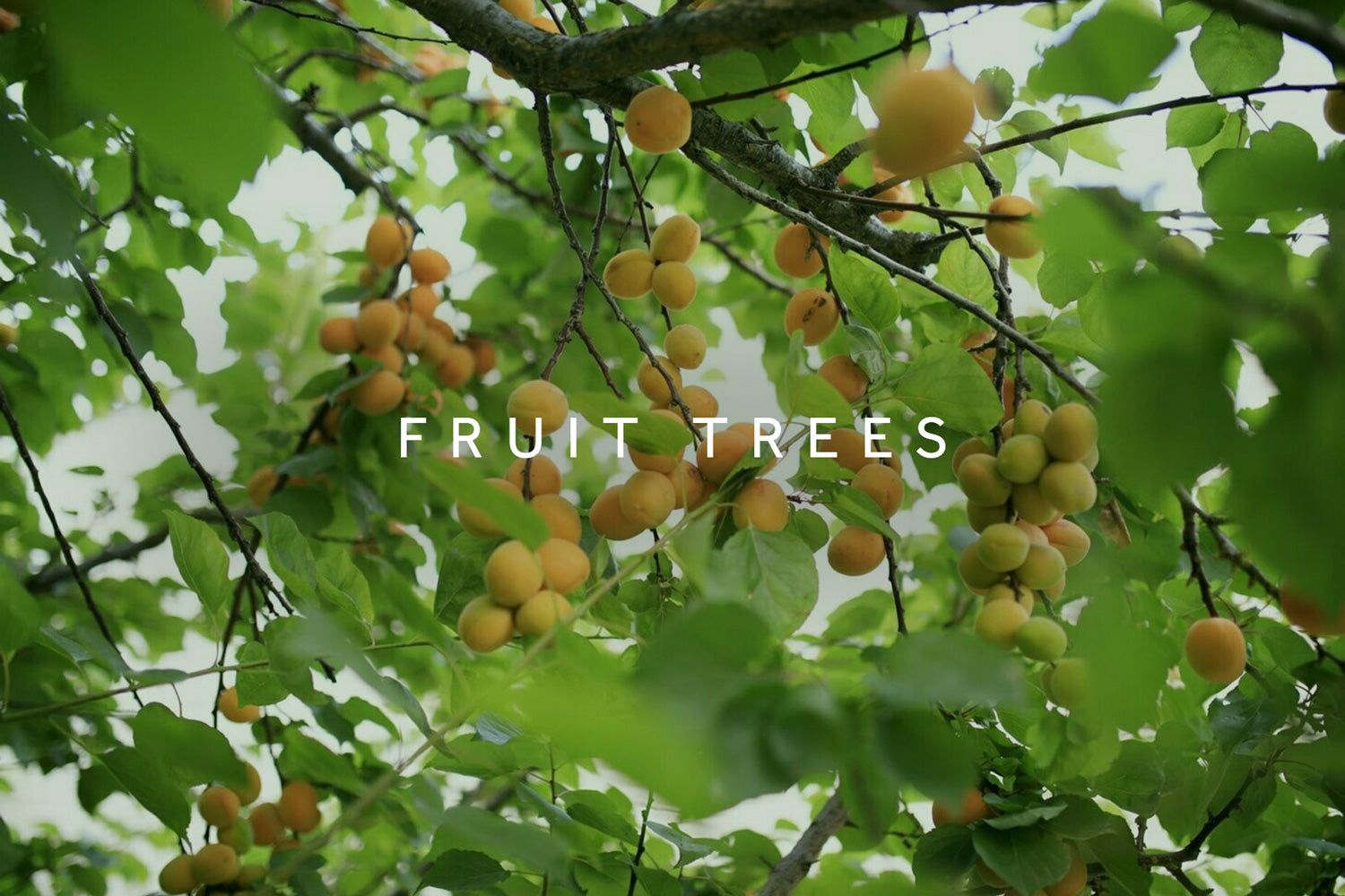 Fruit trees