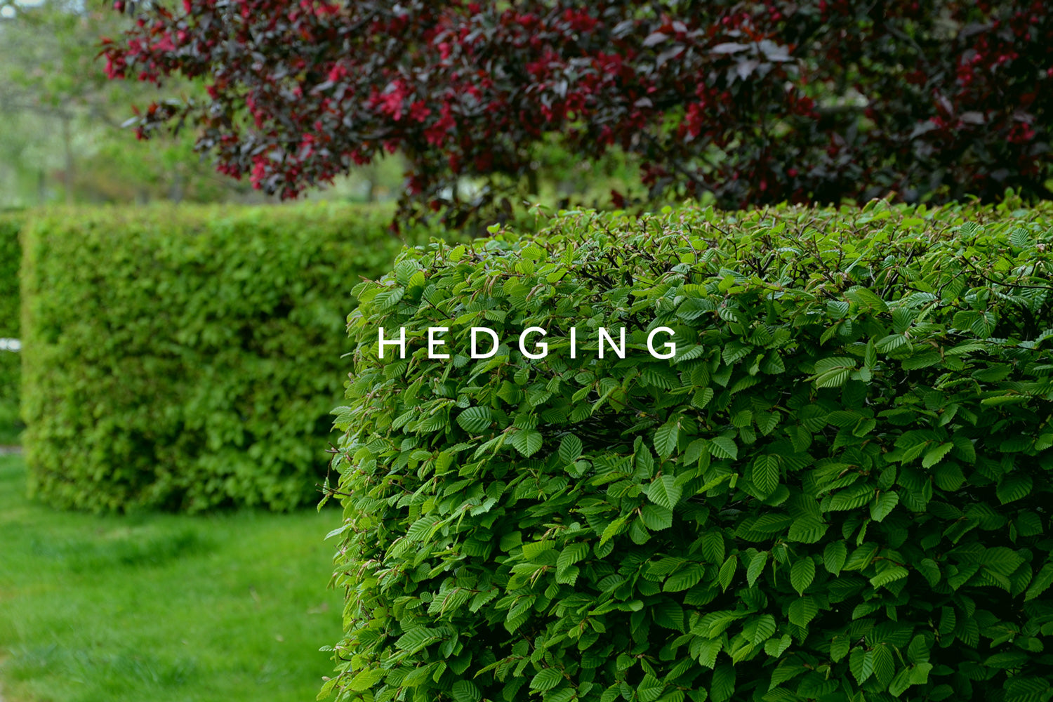 Hedging