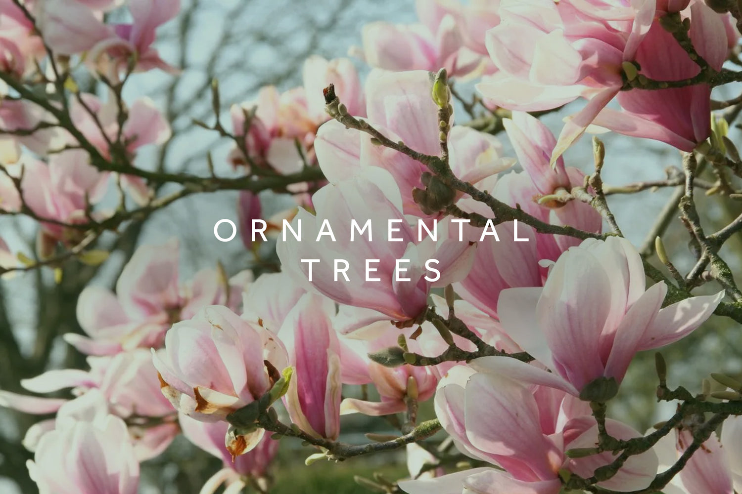 Ornamental trees