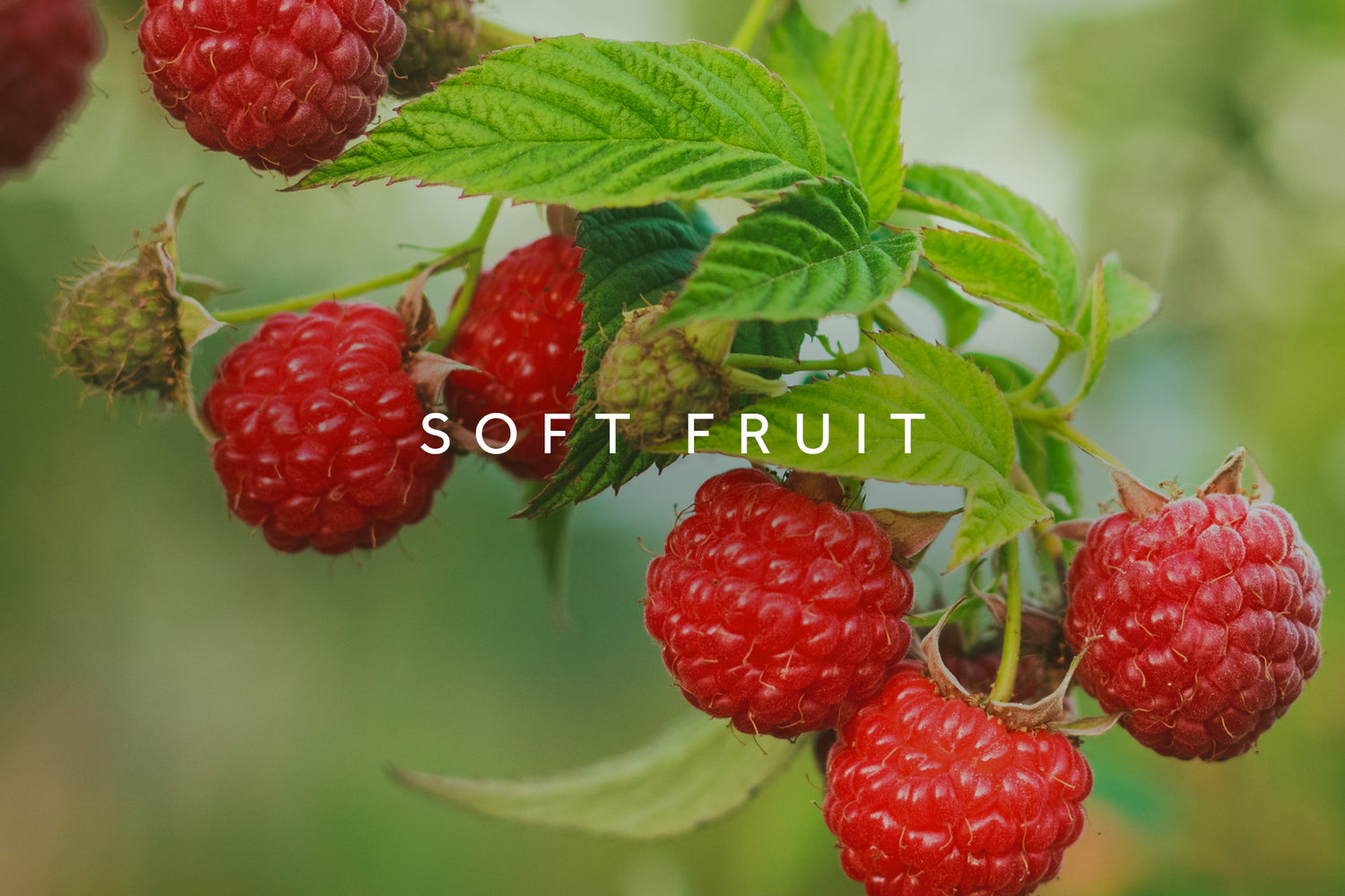Soft fruit