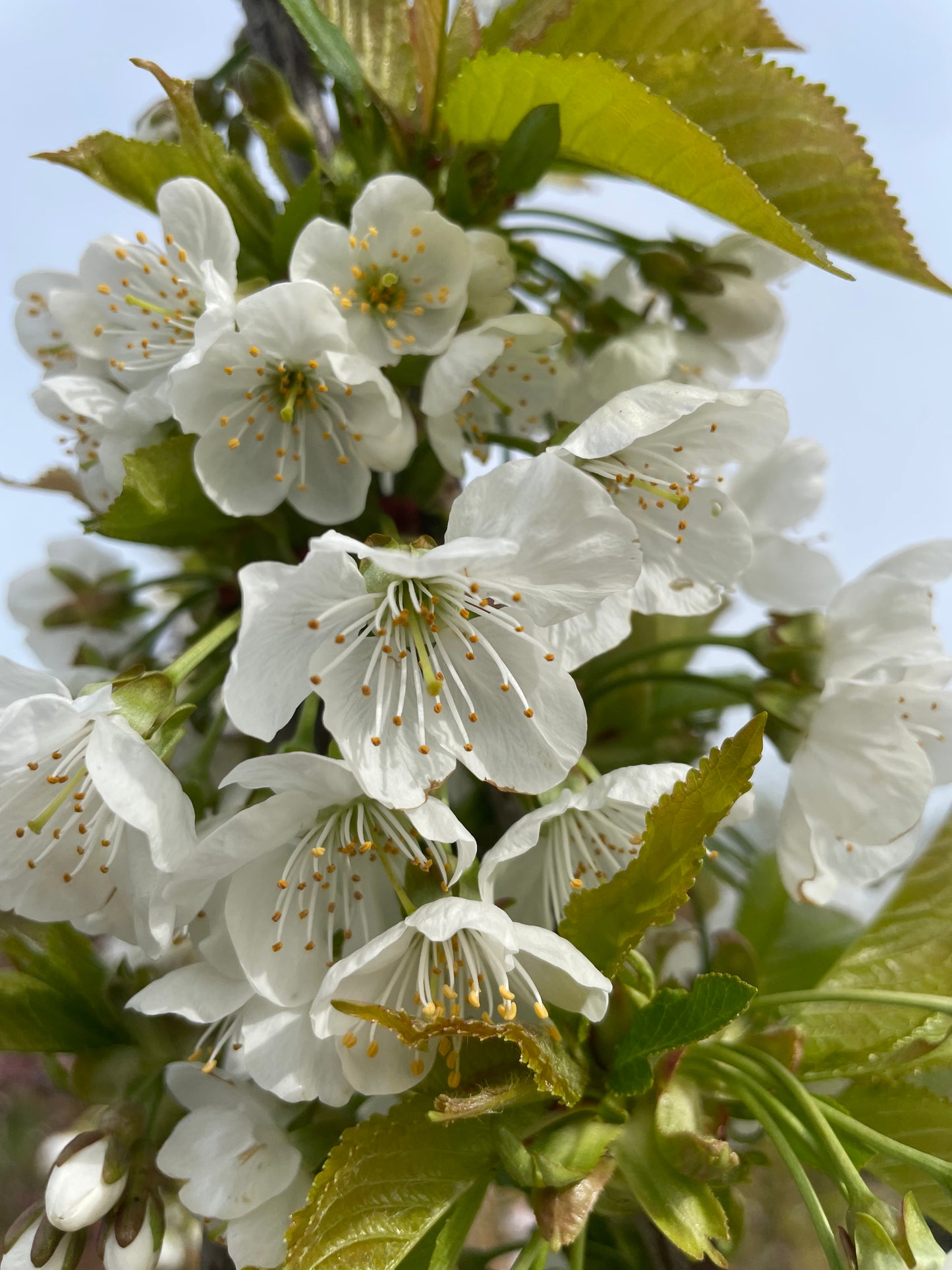 Cherry - Stella
