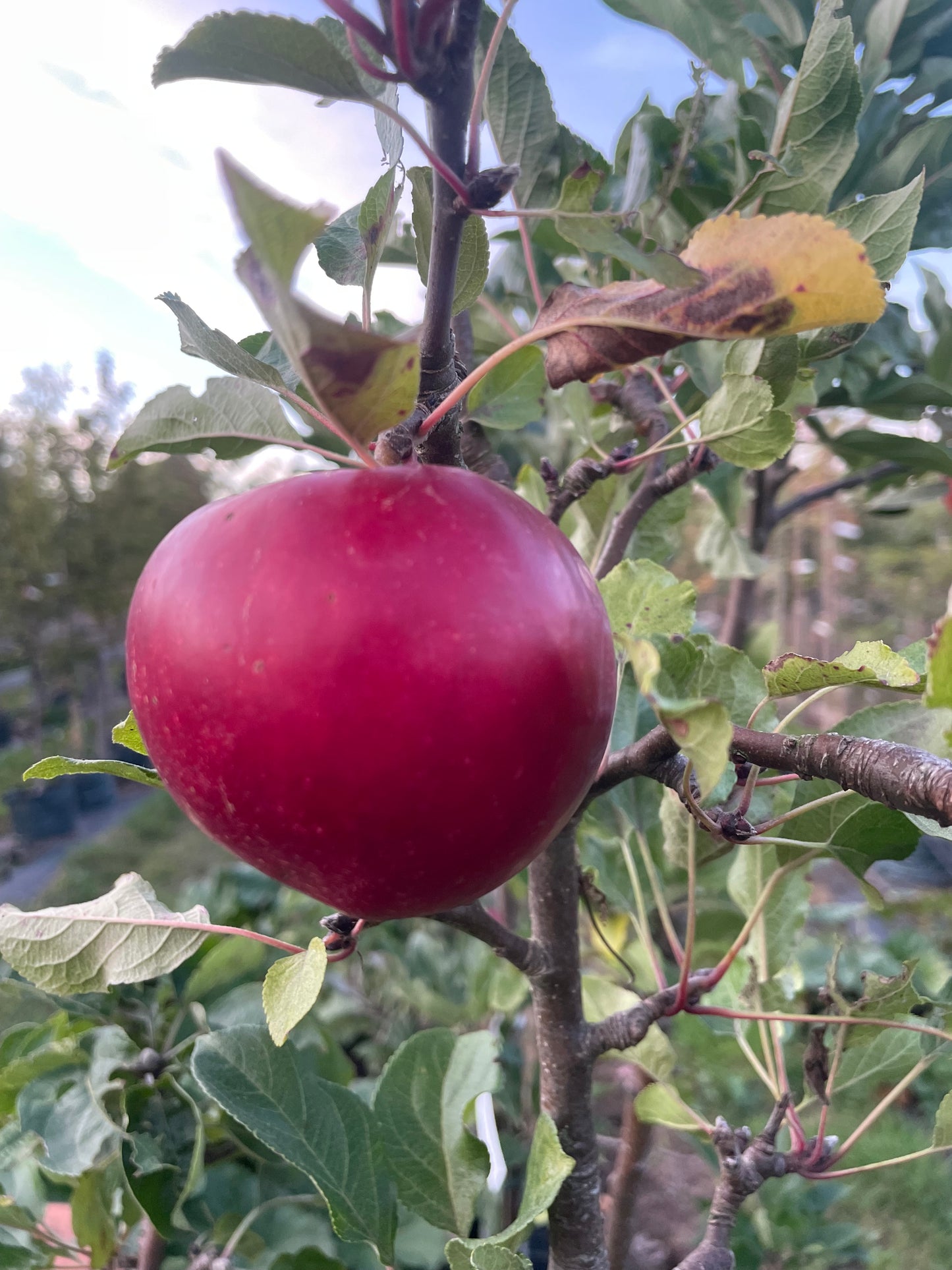 Apple - Redsleeves
