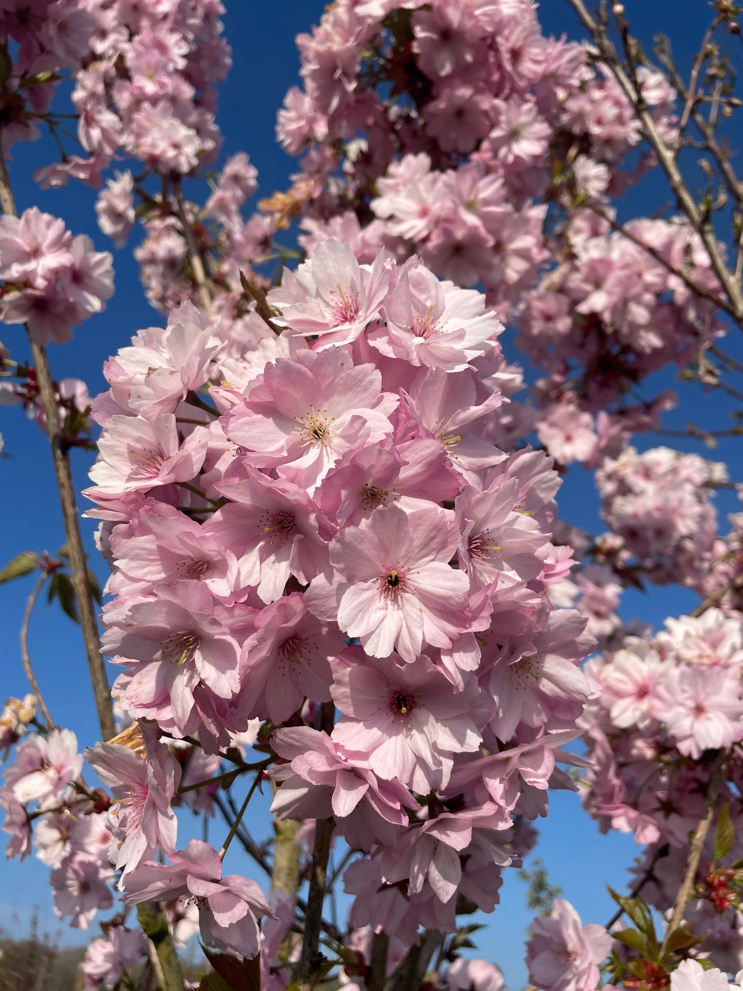 Flowering Cherry - Prunus Beni Yukata