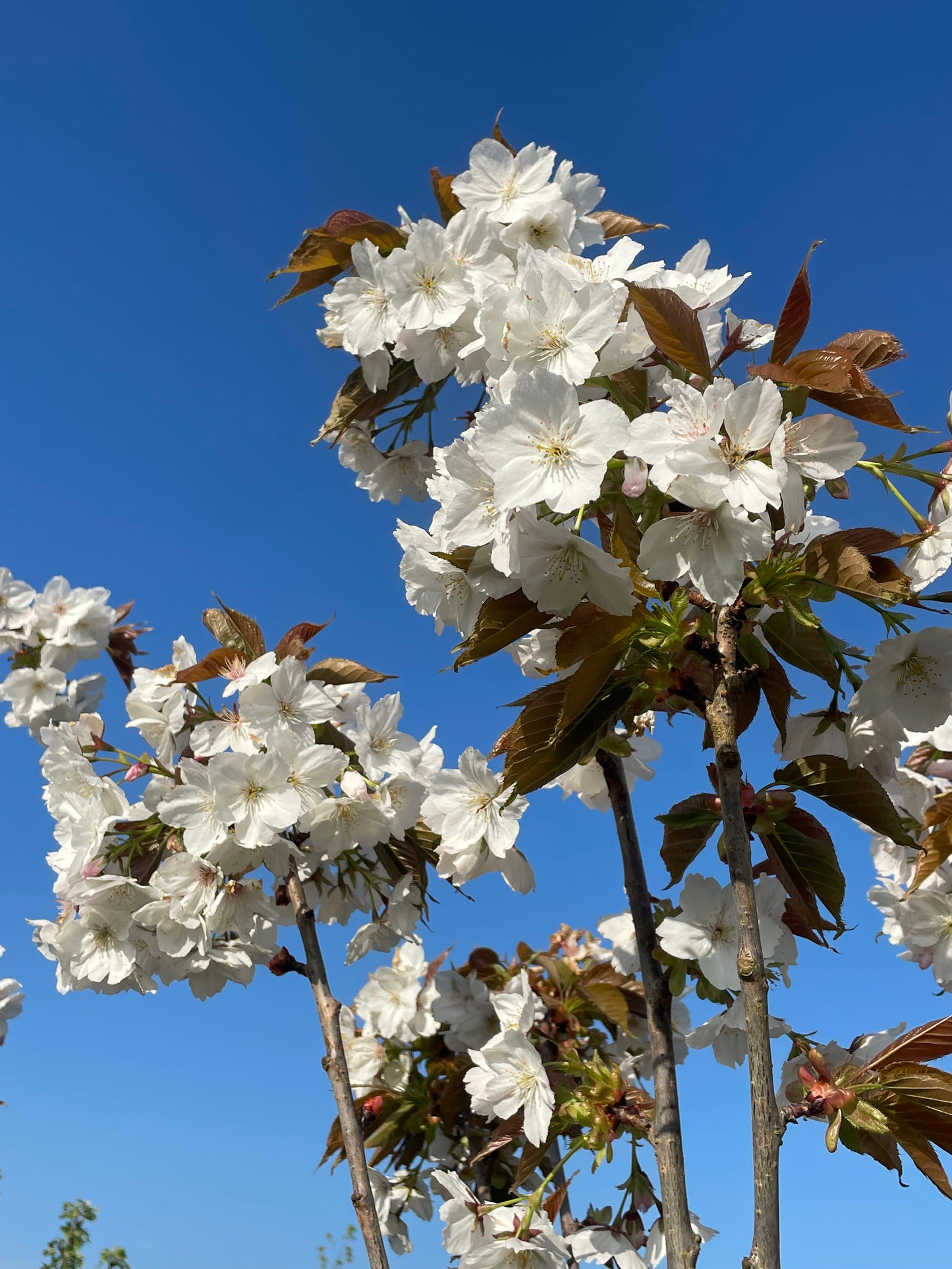 Flowering Cherry - Prunus Tai Haku White
