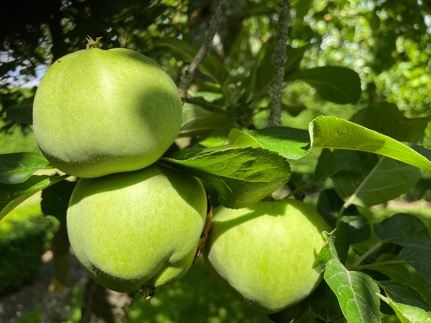 Patio Tree - Apples