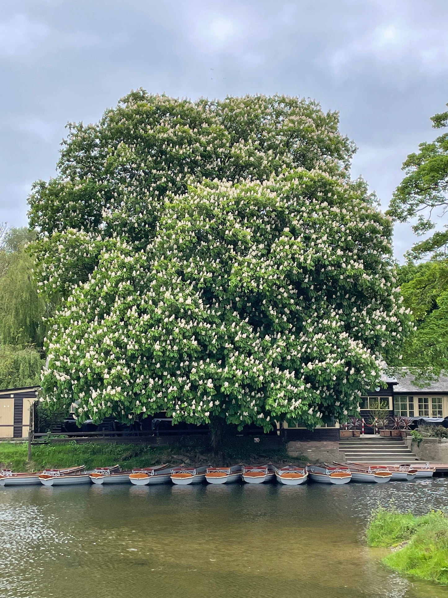 Horse Chestnut - Aesculus Hippocastanum