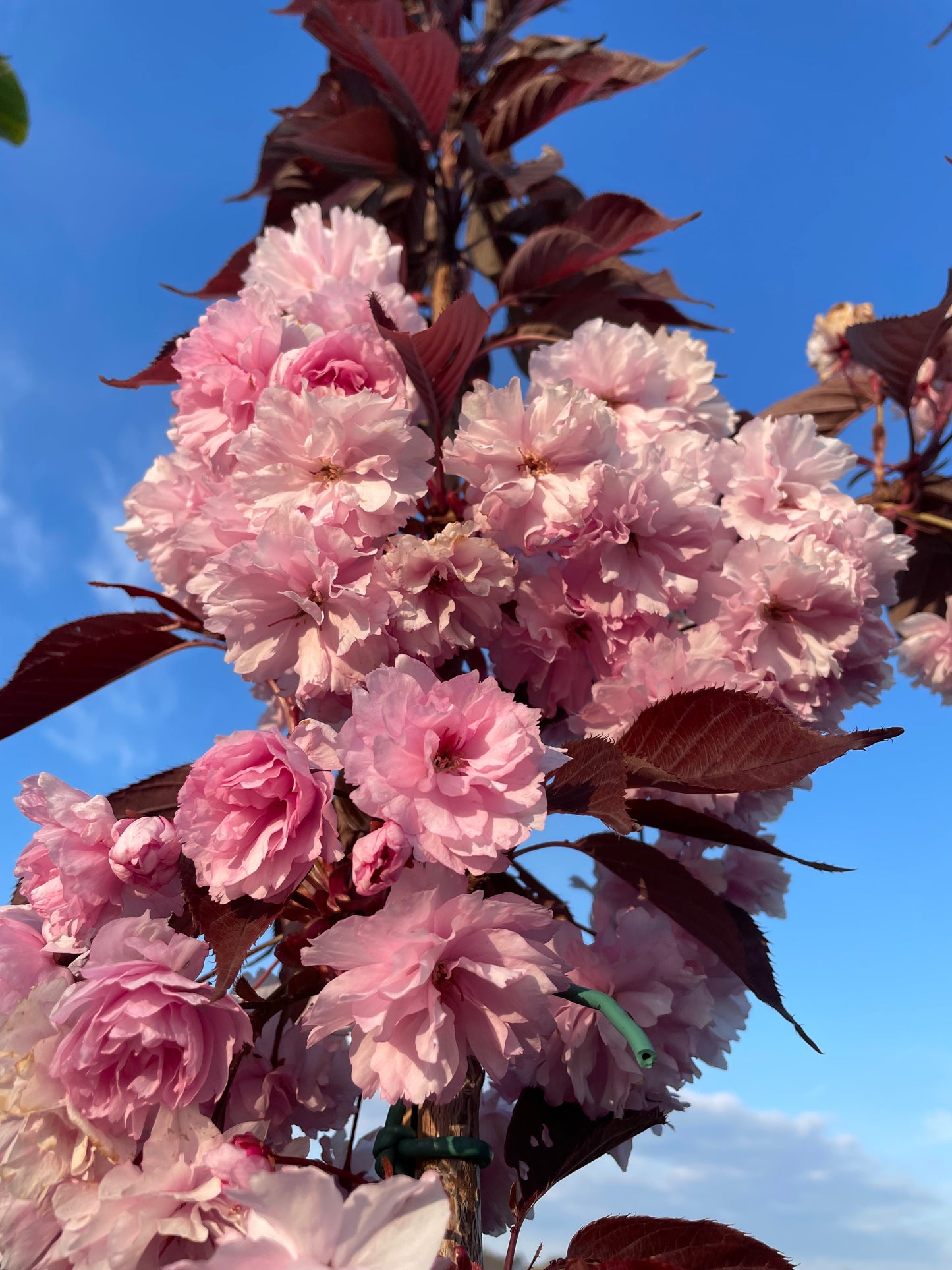 Flowering Cherry - Prunus Royal Burgundy