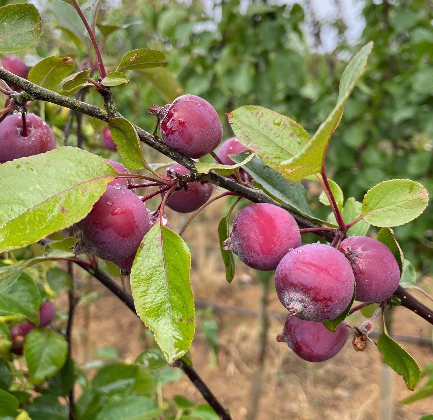 Crab Apple - Malus Neville Copeman