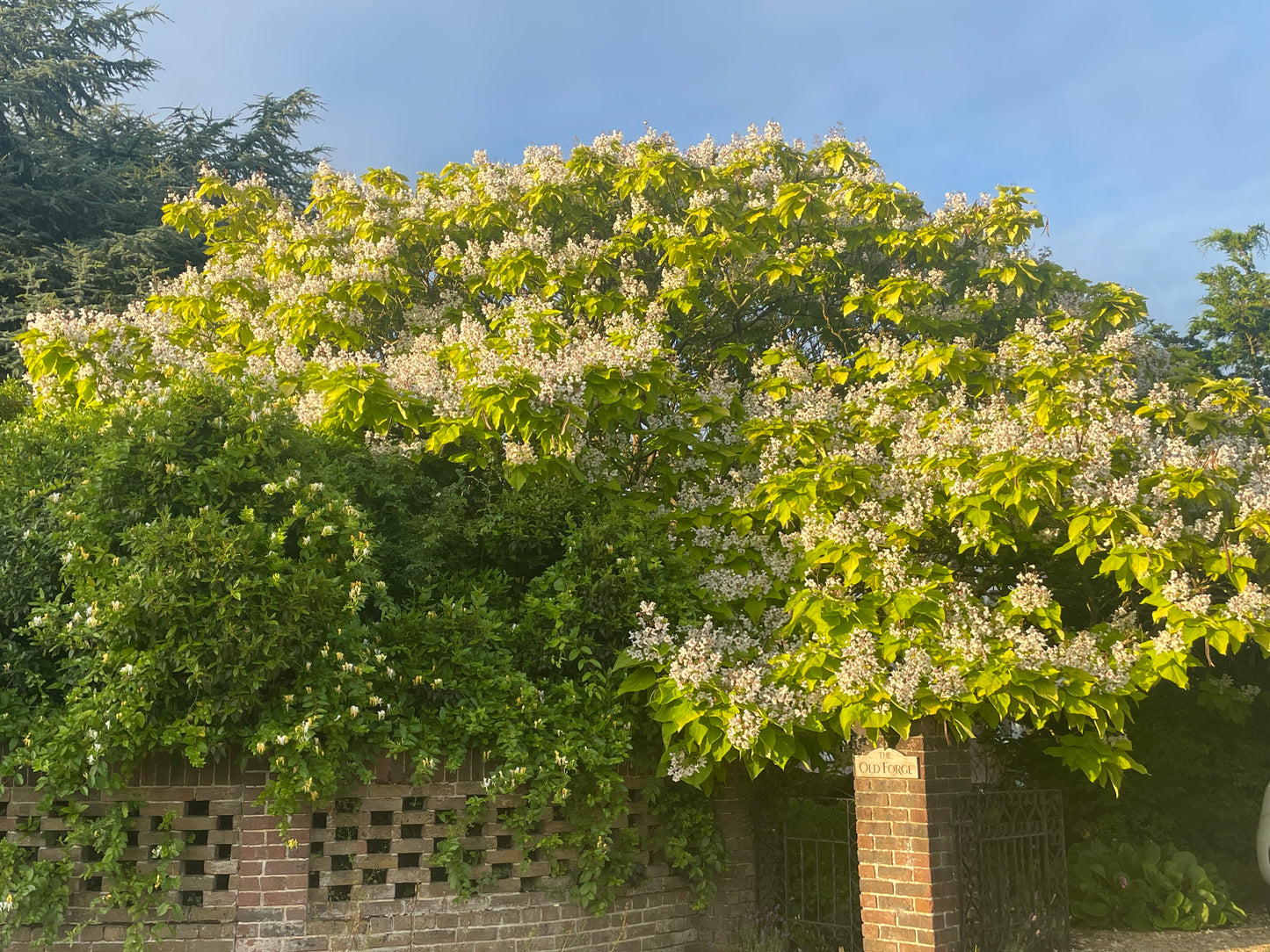 Indian Bean Tree - Catalpa Bignonioides "Aurea"