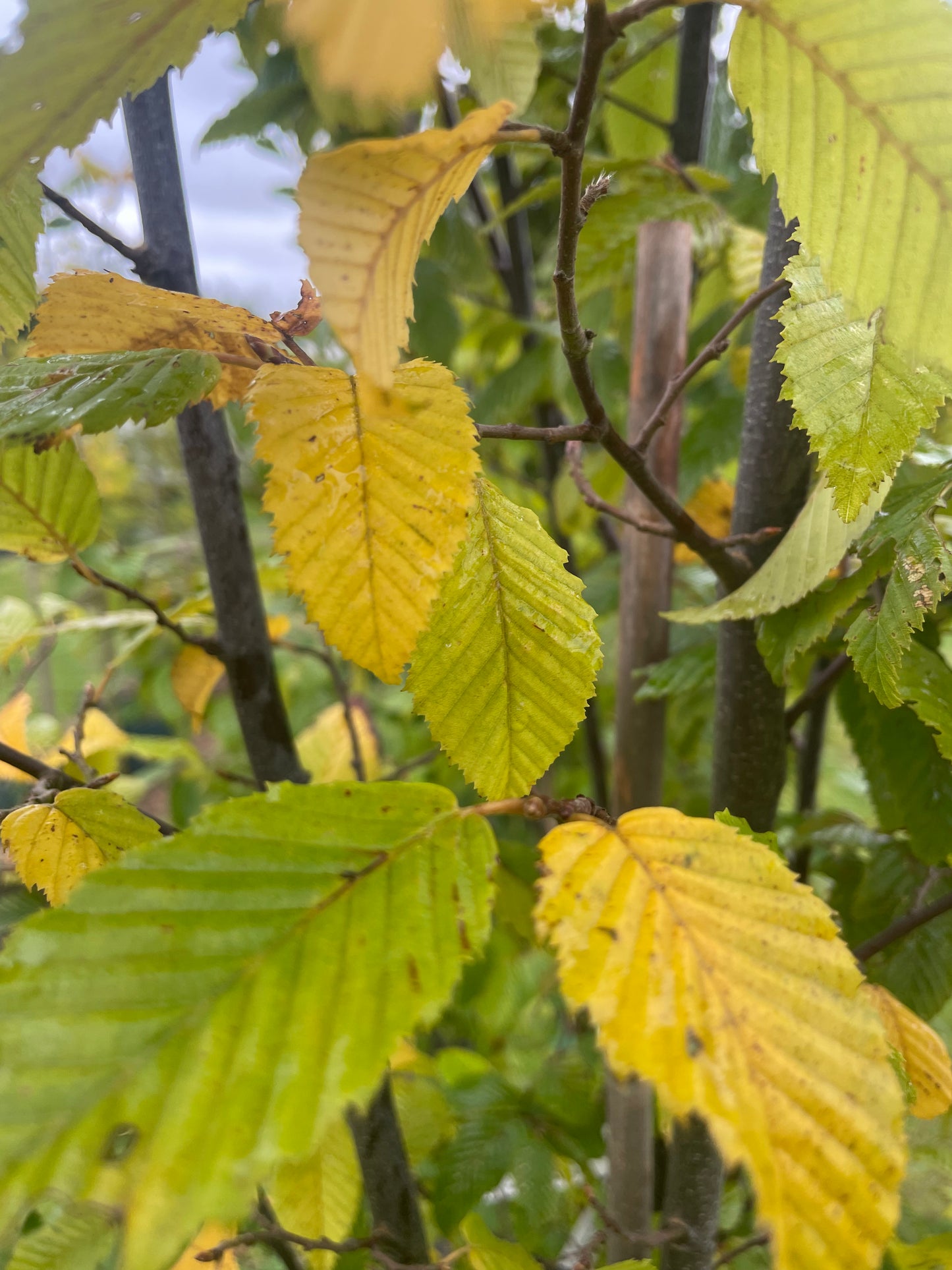 Hornbeam Lucas