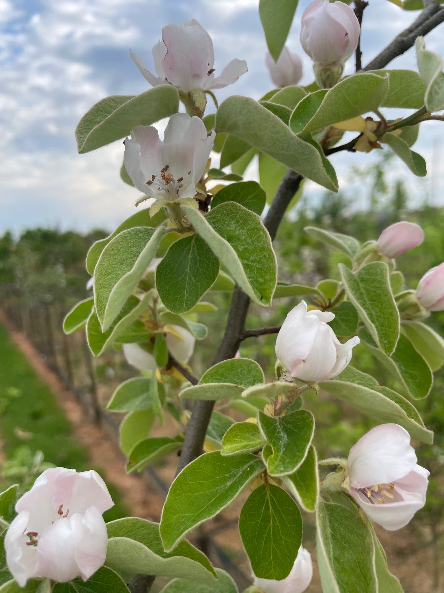 Quince - Champion