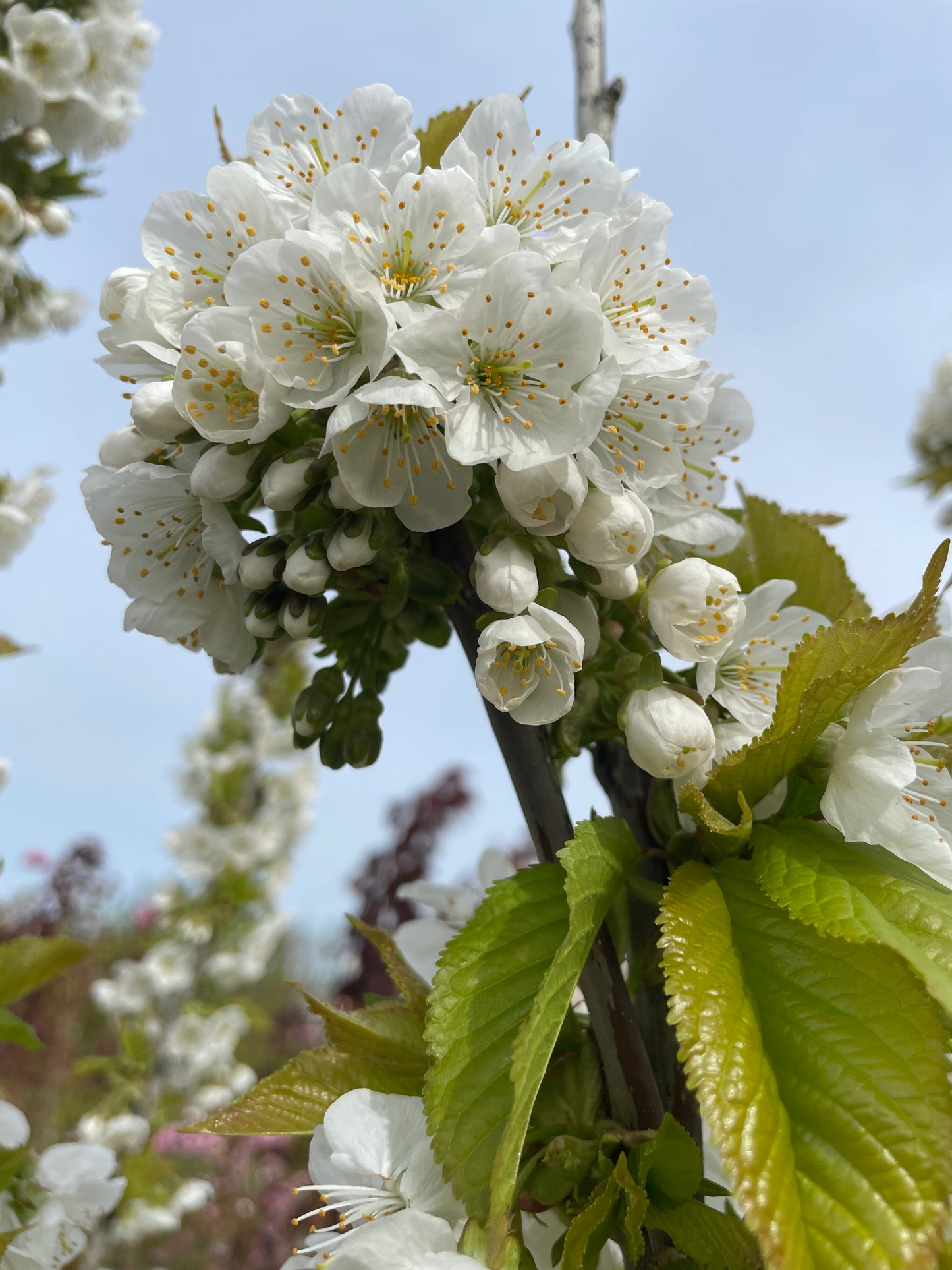 Cherry - Stella