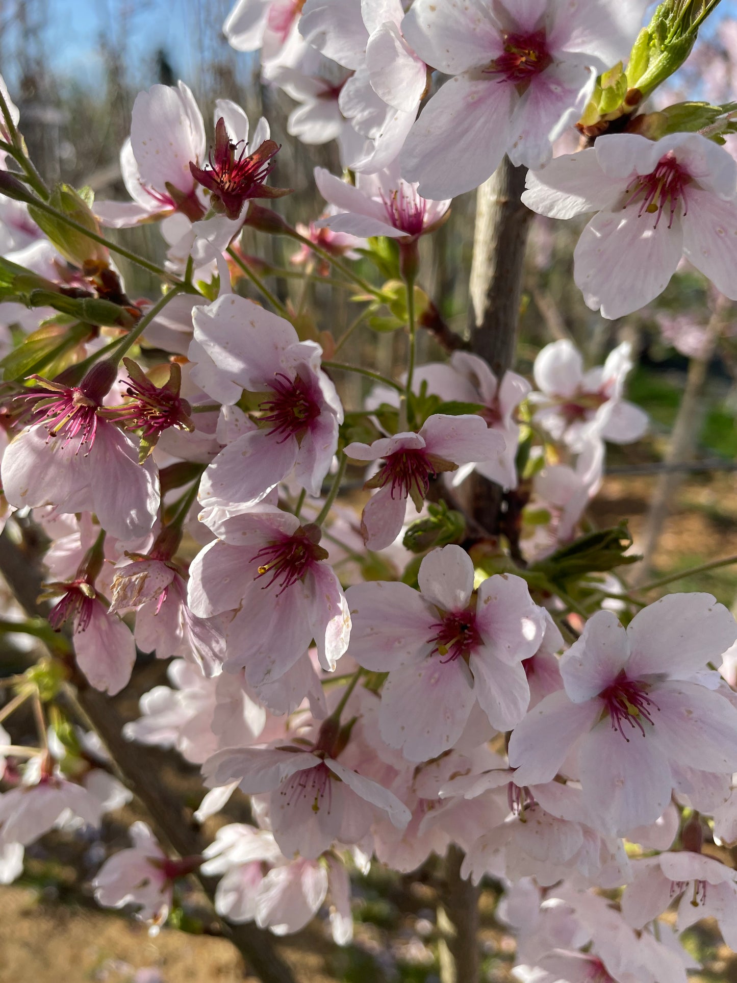 Prunus Pink Shell