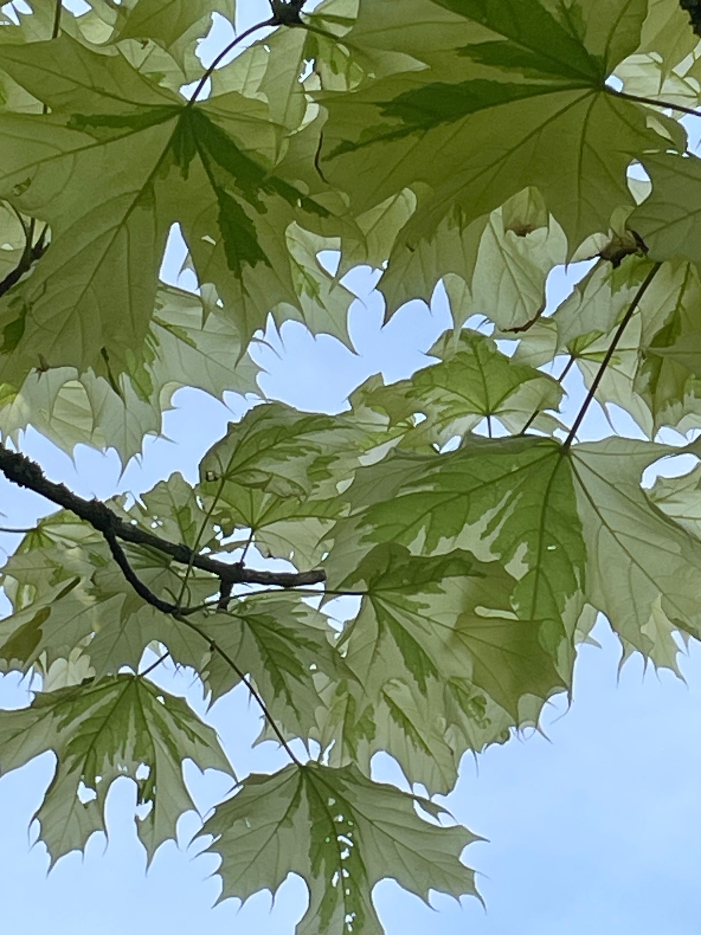 Acer - Drummondii