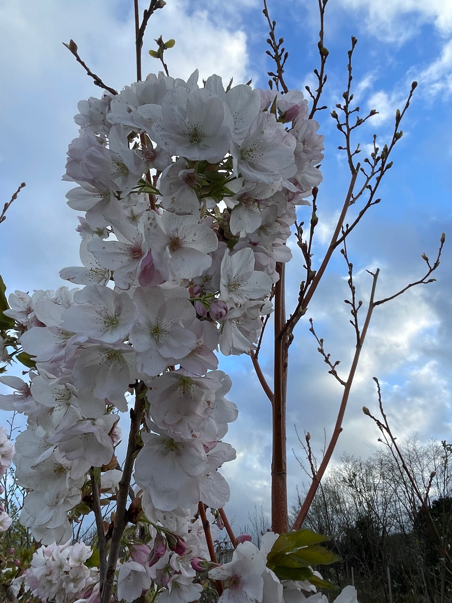 Prunus Mikurama-gaeski