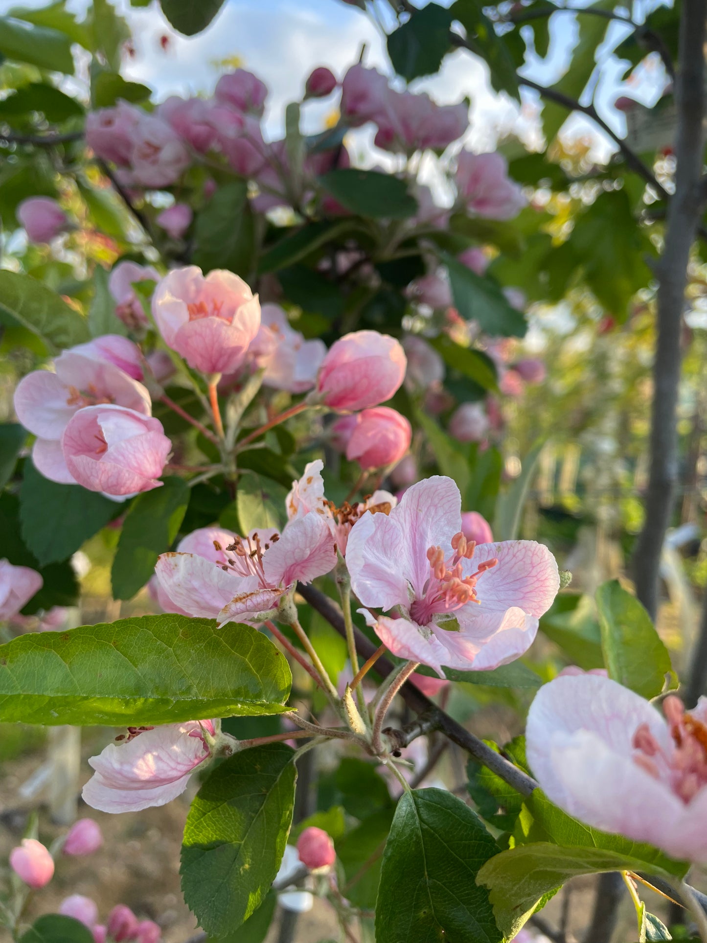 Crab Apple - Malus Elk River