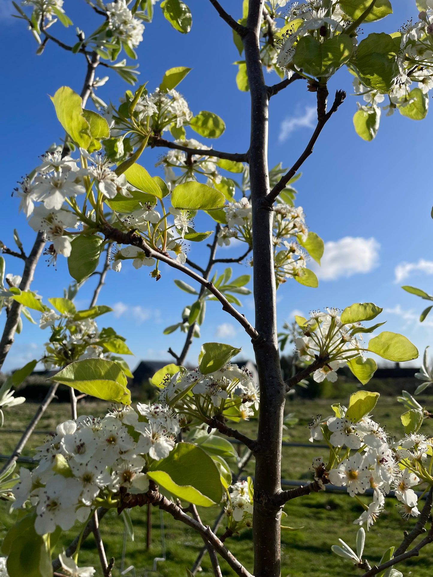 Pyrus Chanticileer