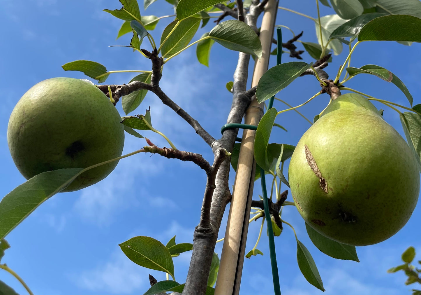 Pear - Invincible Delwinor Fertilia