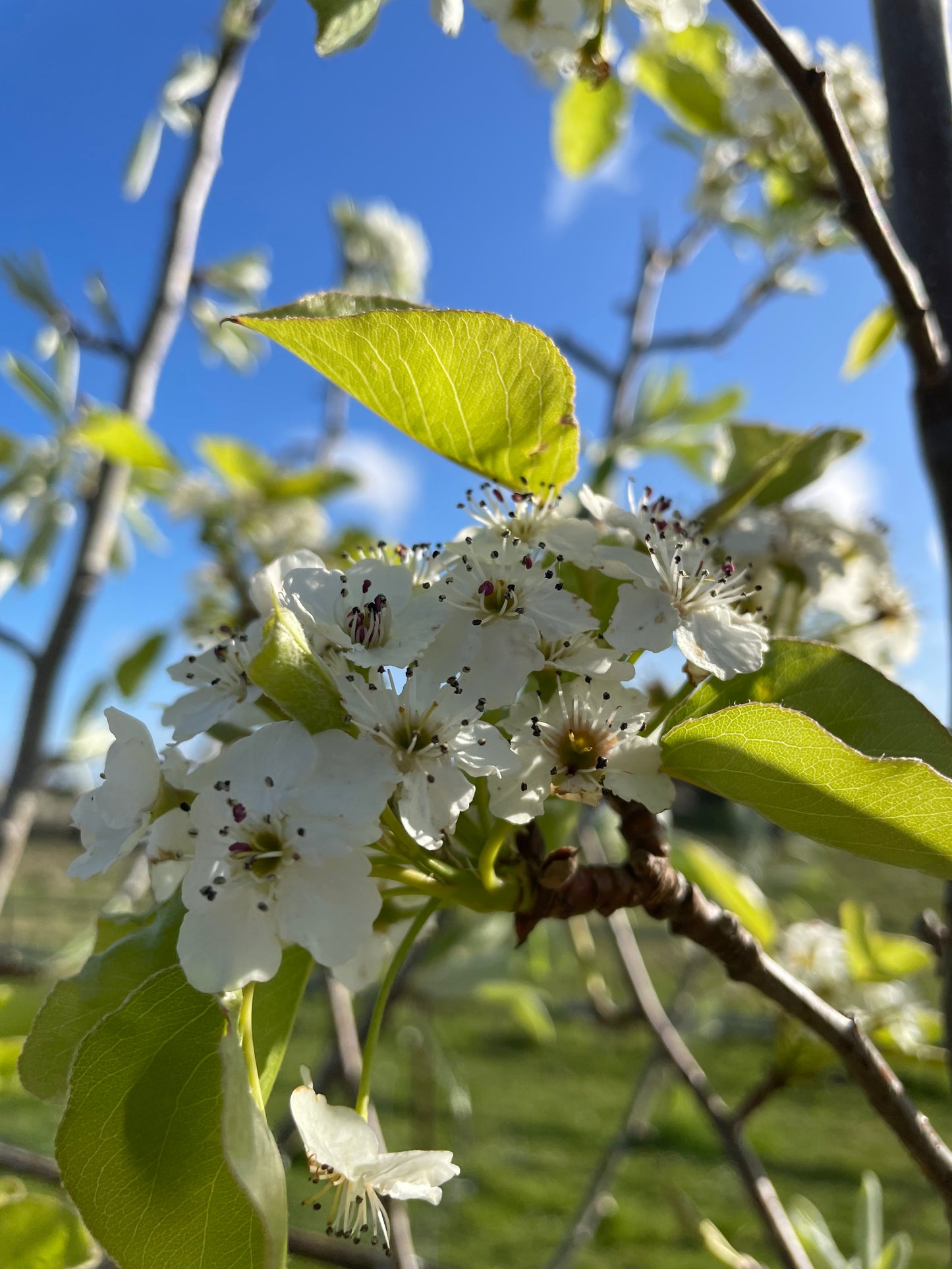 Pyrus Chanticileer