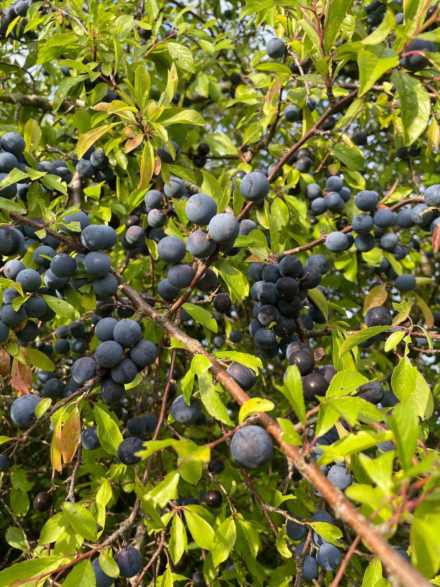 Hedge - Blackthorn