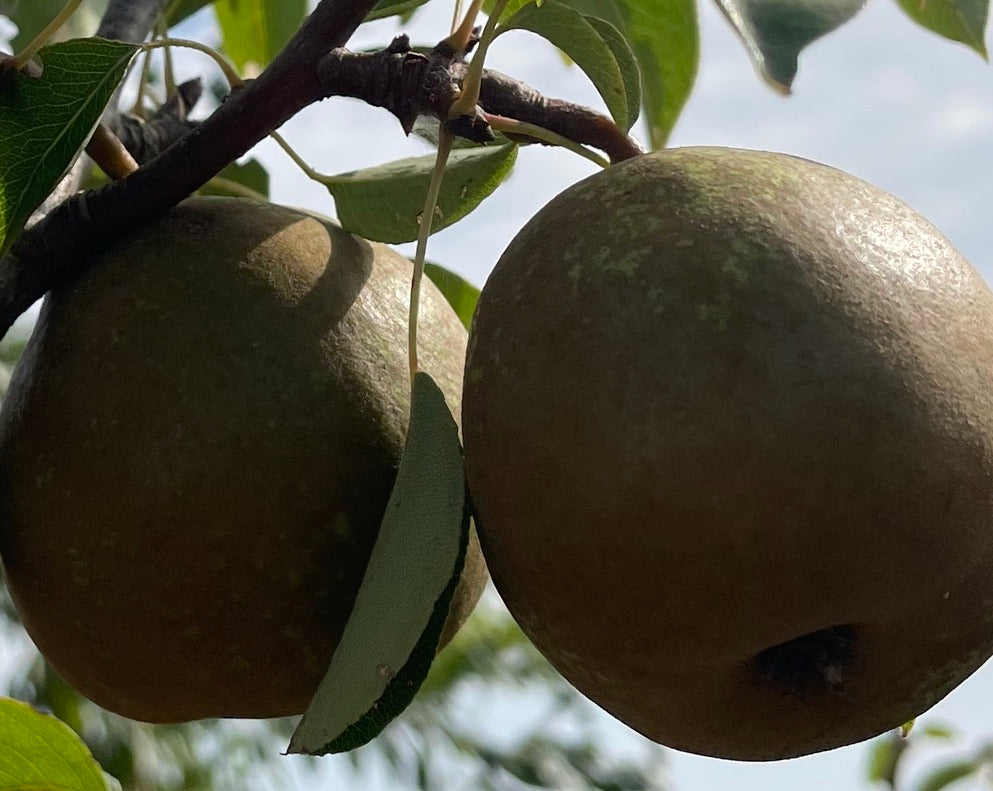 Pear - Winter Nelis