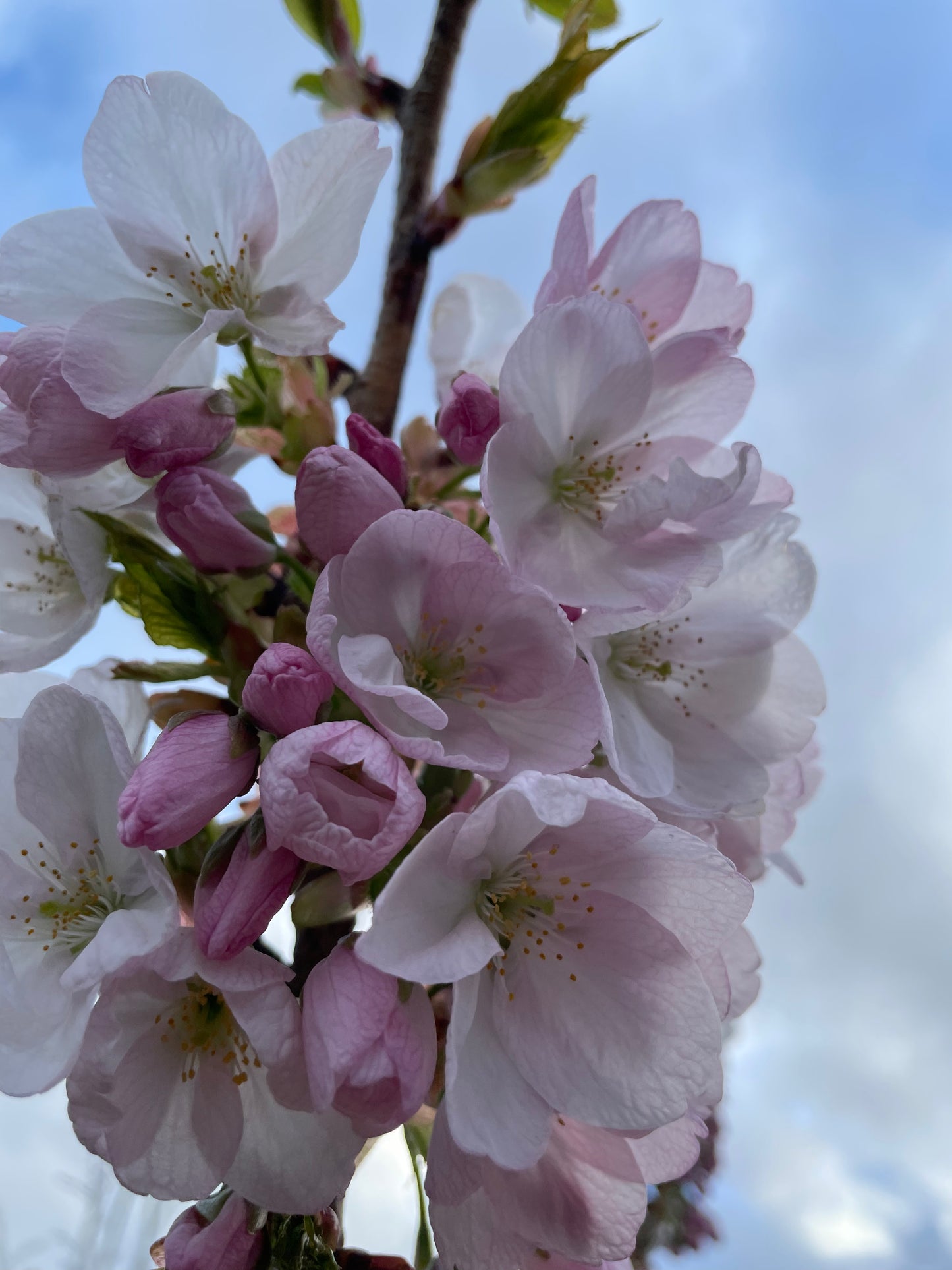 Prunus Mikurama-gaeski