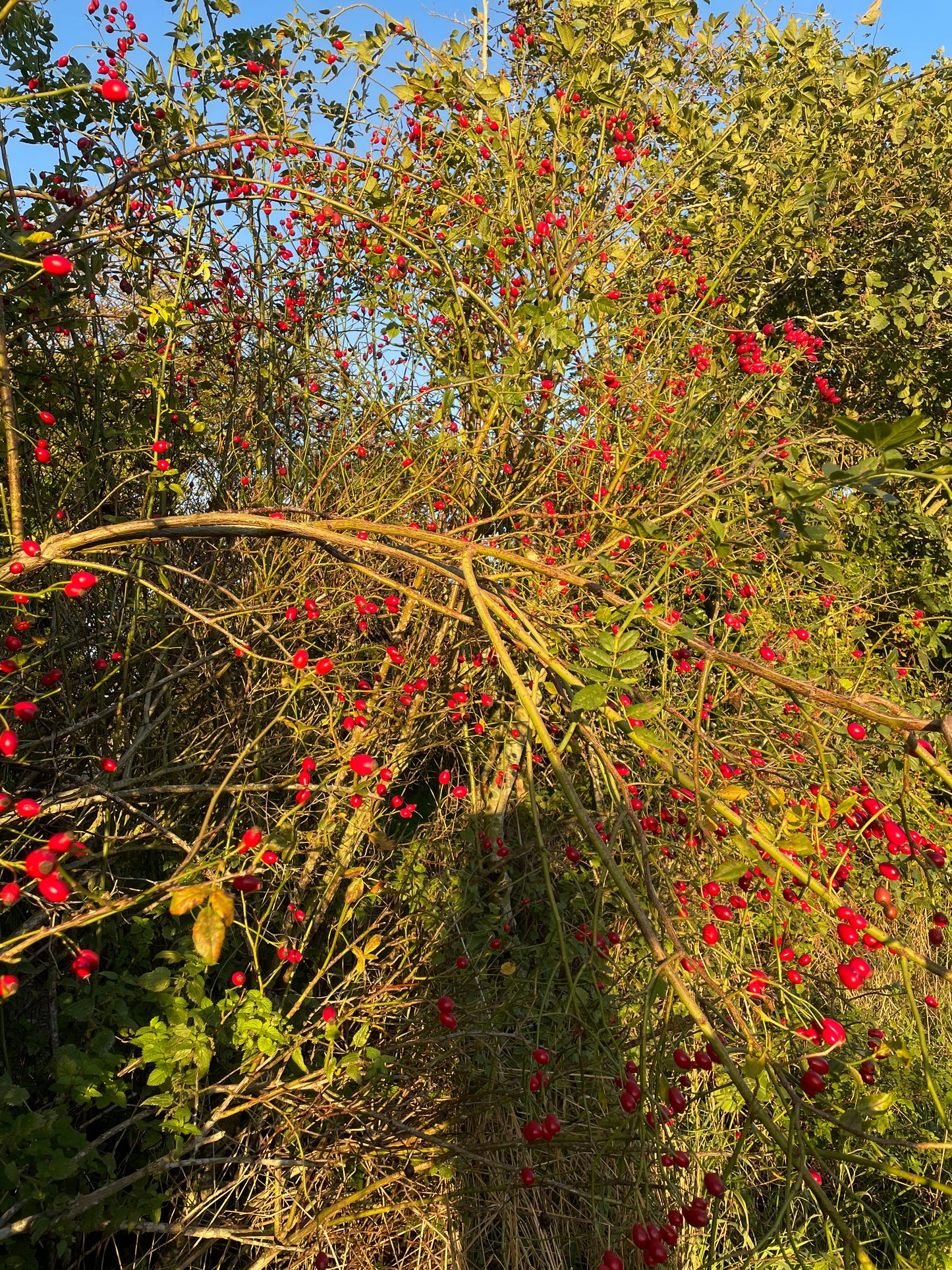 Hedge - Mixed Native