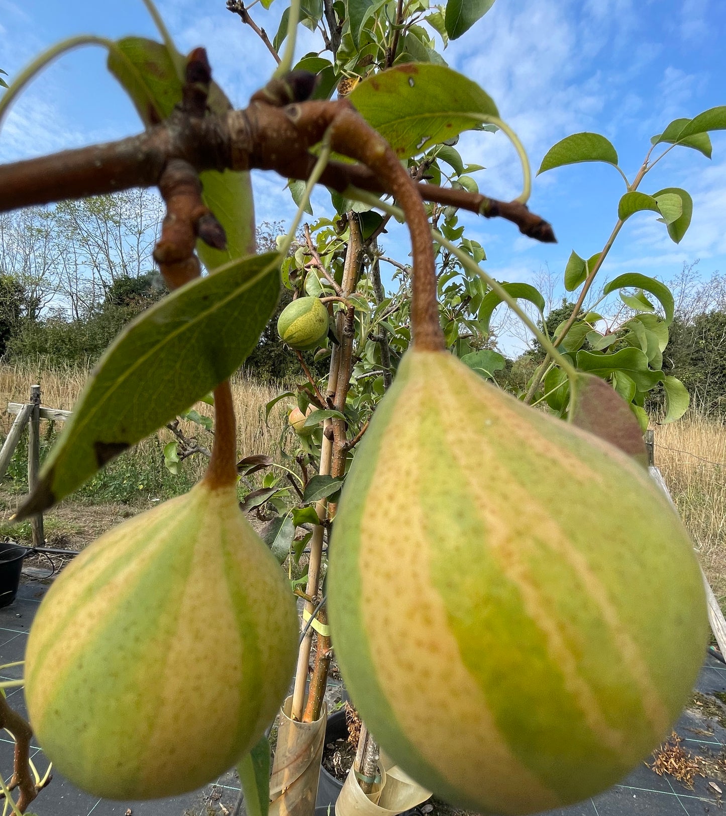 Pear - Humbug