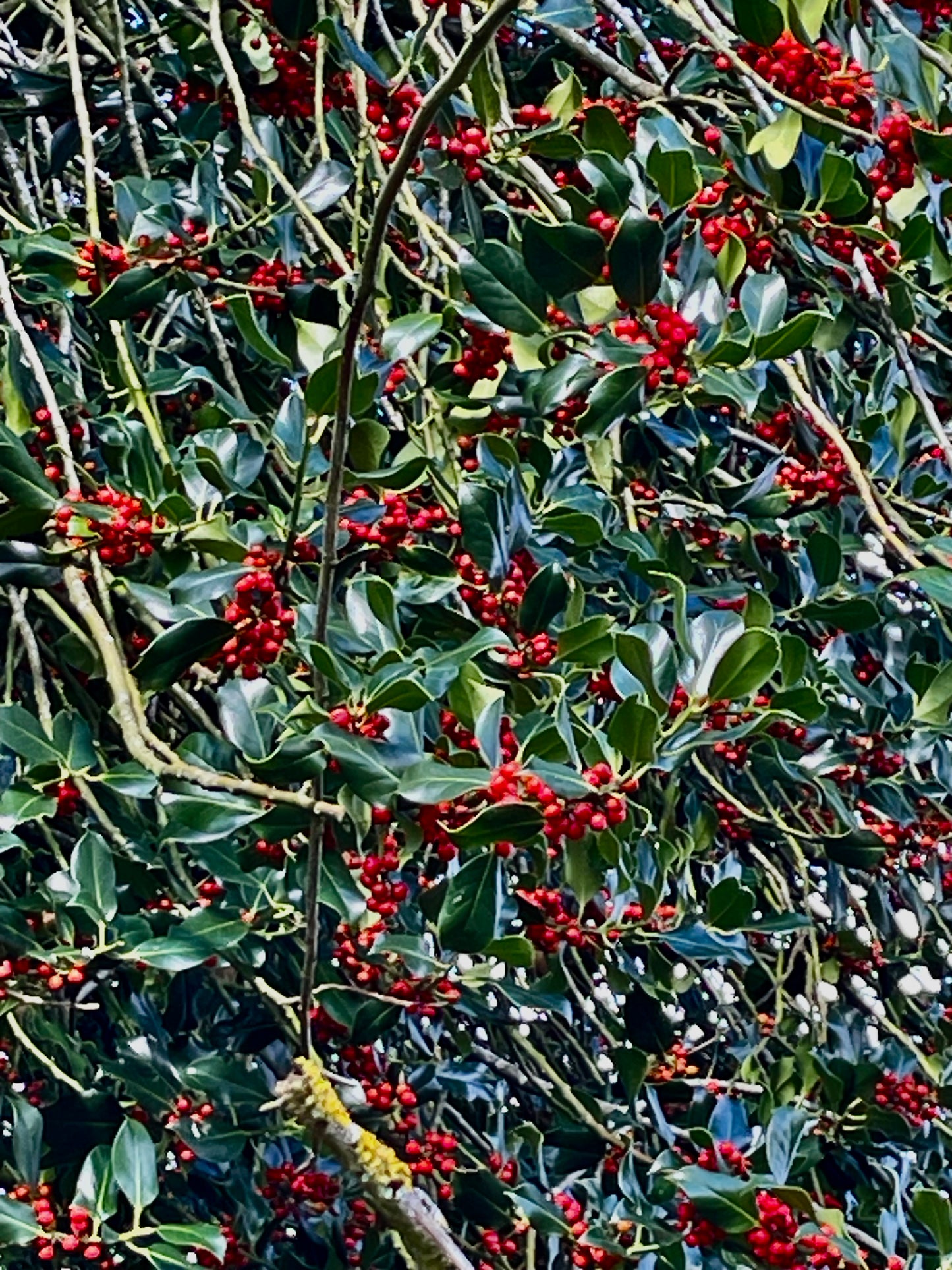 HOLLY - Ilex Aquifolium