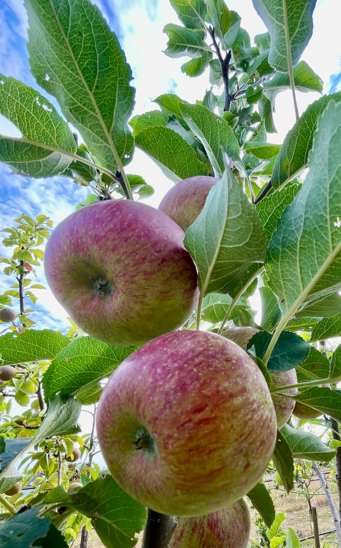Apple - Lord Lambourne