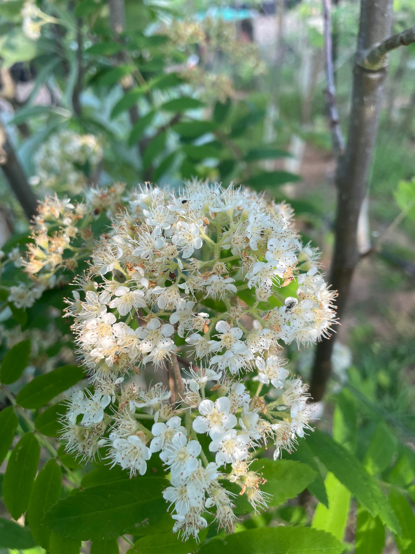 Sorbus - Apricot Queen