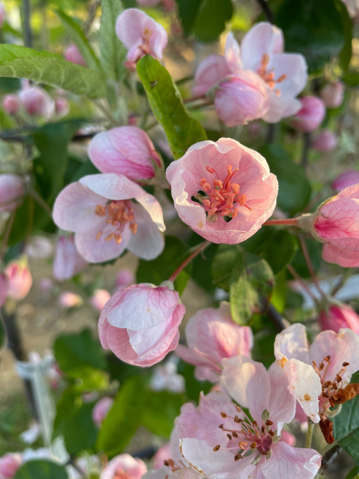 Crab Apple - Malus Elk River