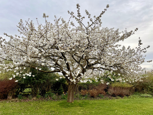 Flowering Cherry - Prunus Tai Haku White