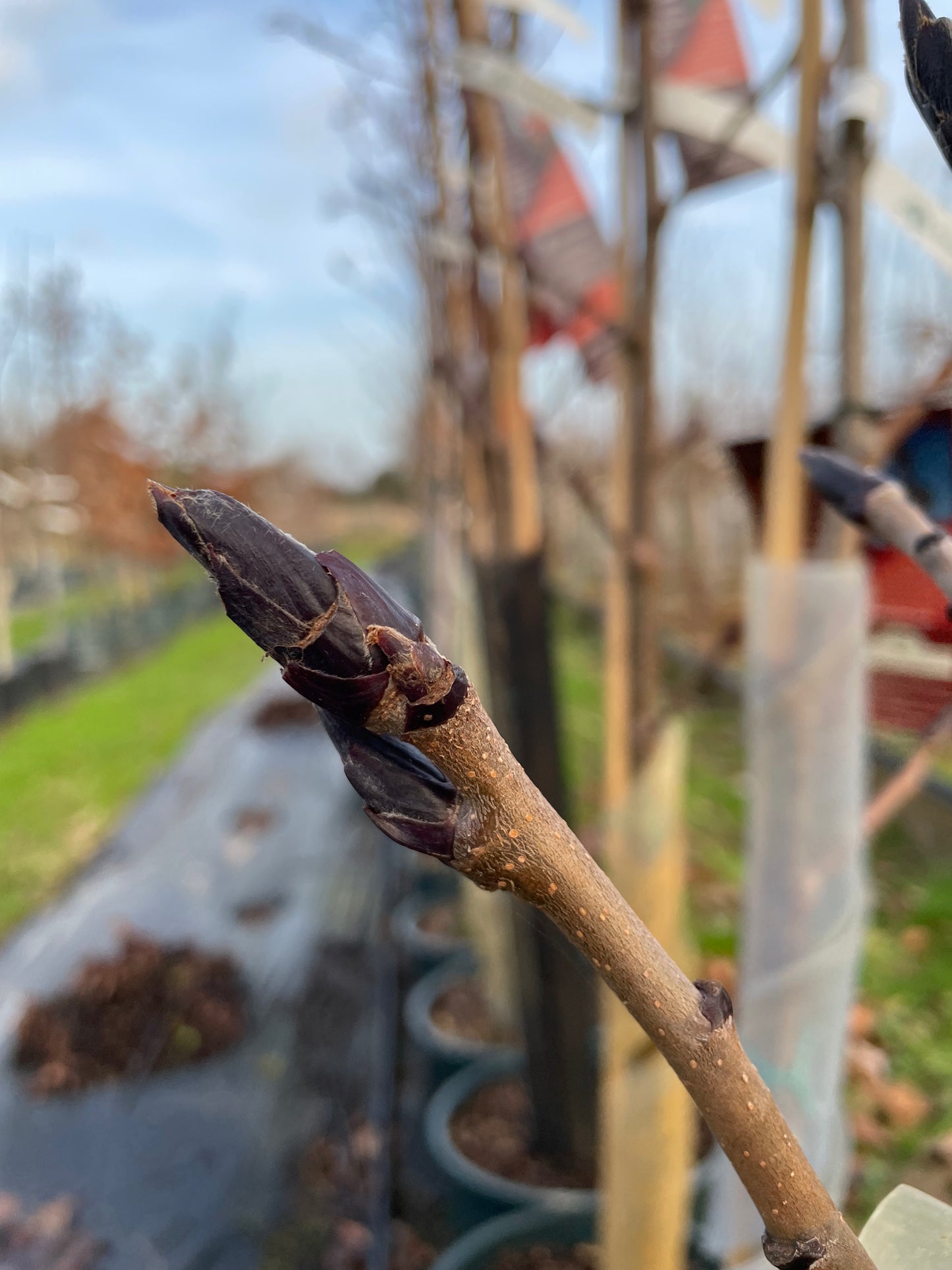 Sorbus Ravensbill