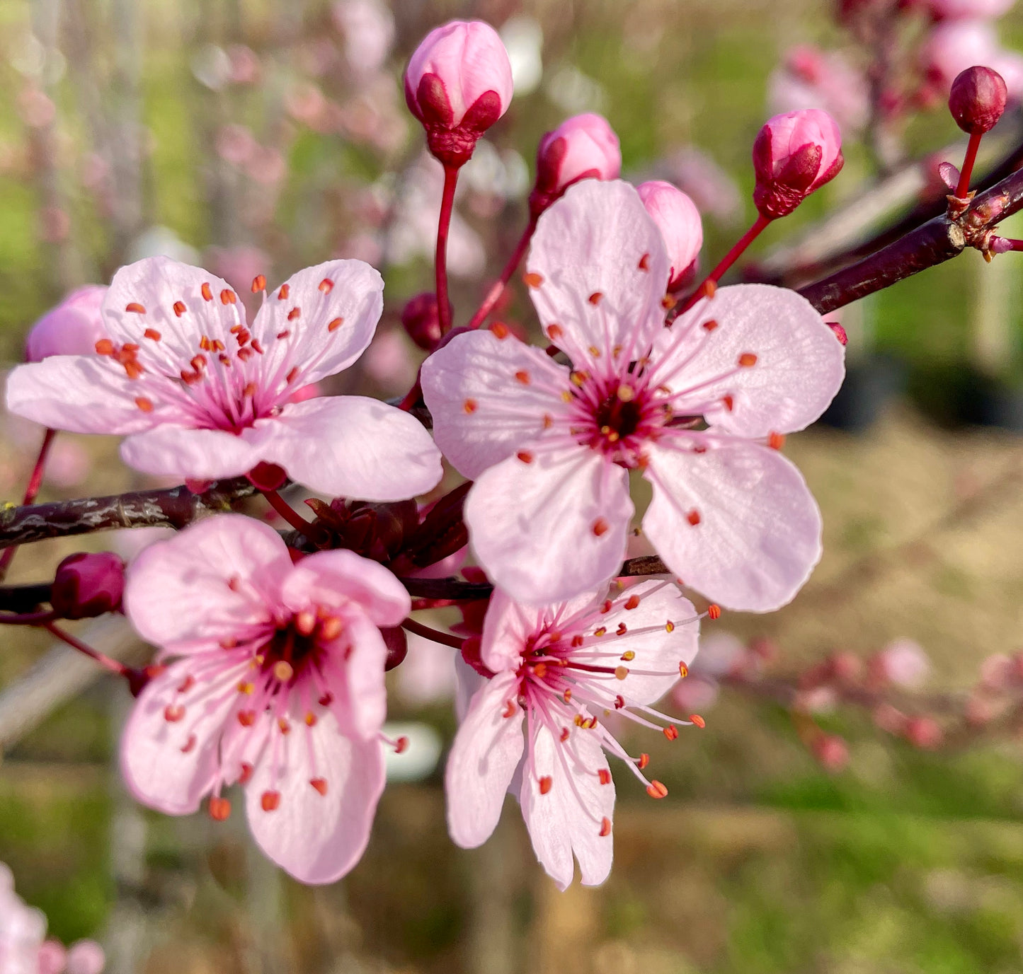 Flowering Cherry - Prunus Pissardii Nigra