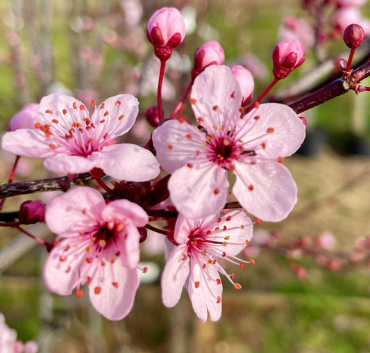 Flowering Cherry - Prunus Pissardii Nigra