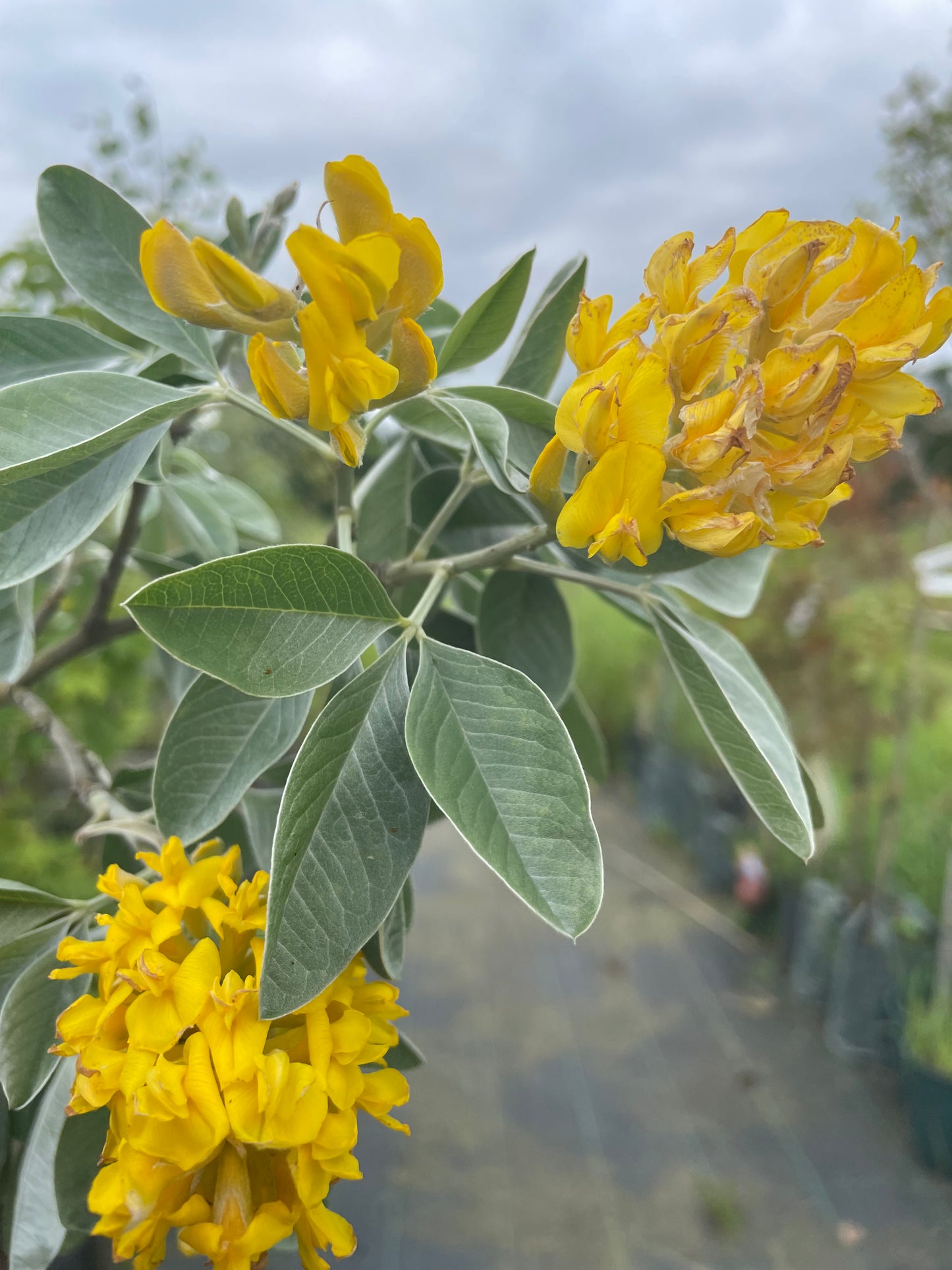 Cytisus Battandieri - Pineapple tree