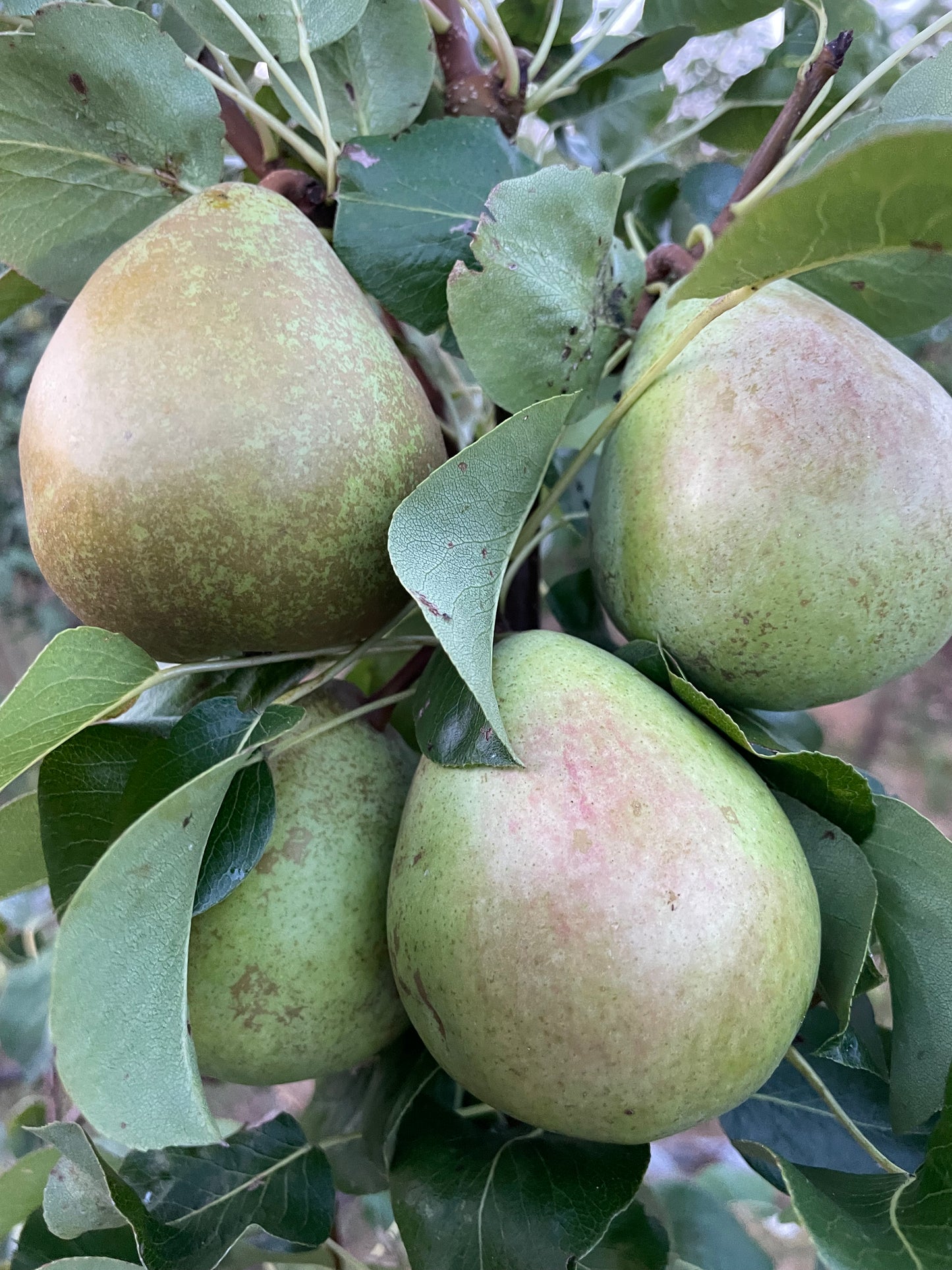 Patio Tree - Pears