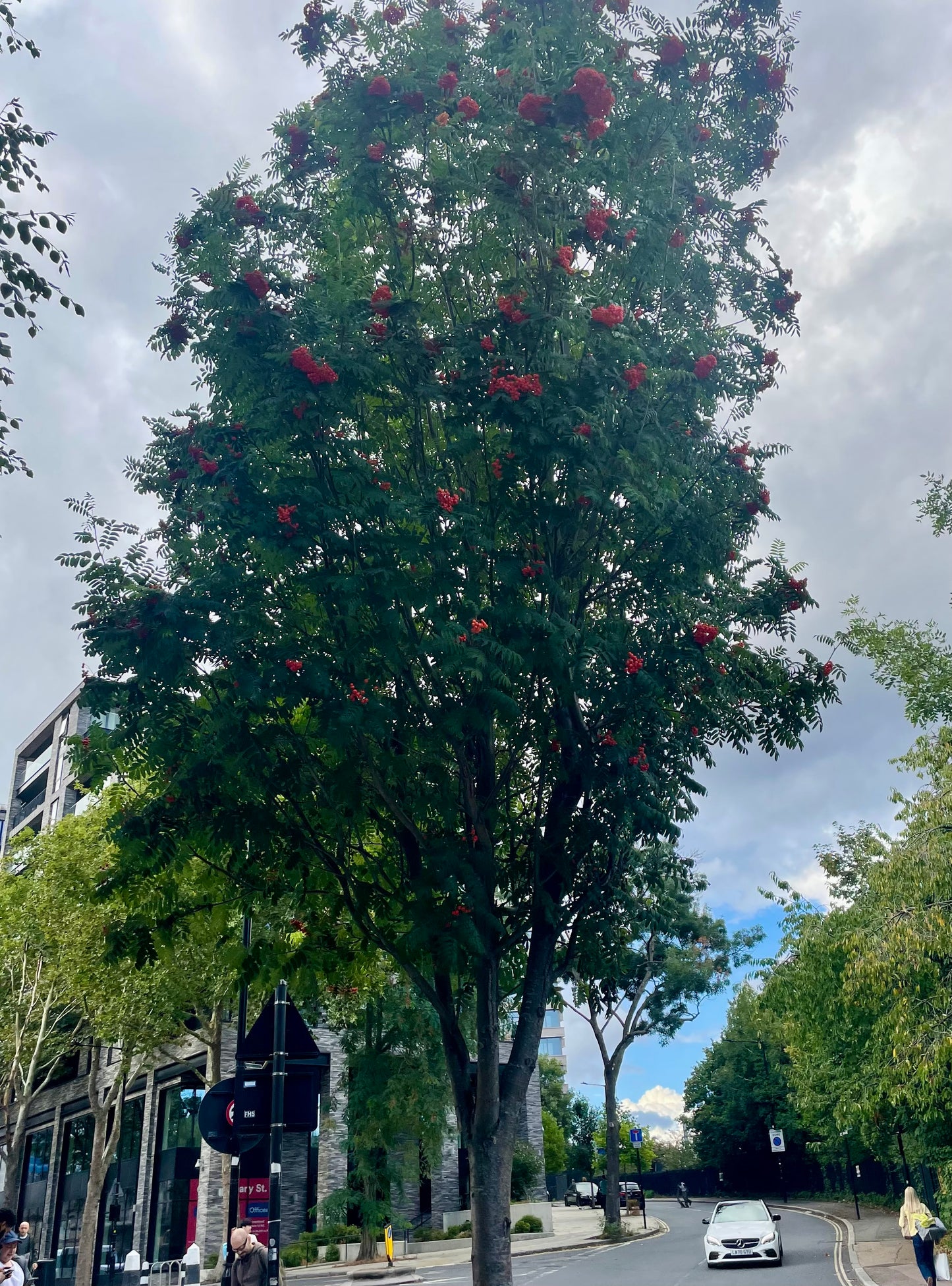 Sorbus - Cardinal Royal