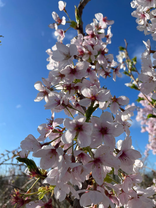 Prunus Pink Shell
