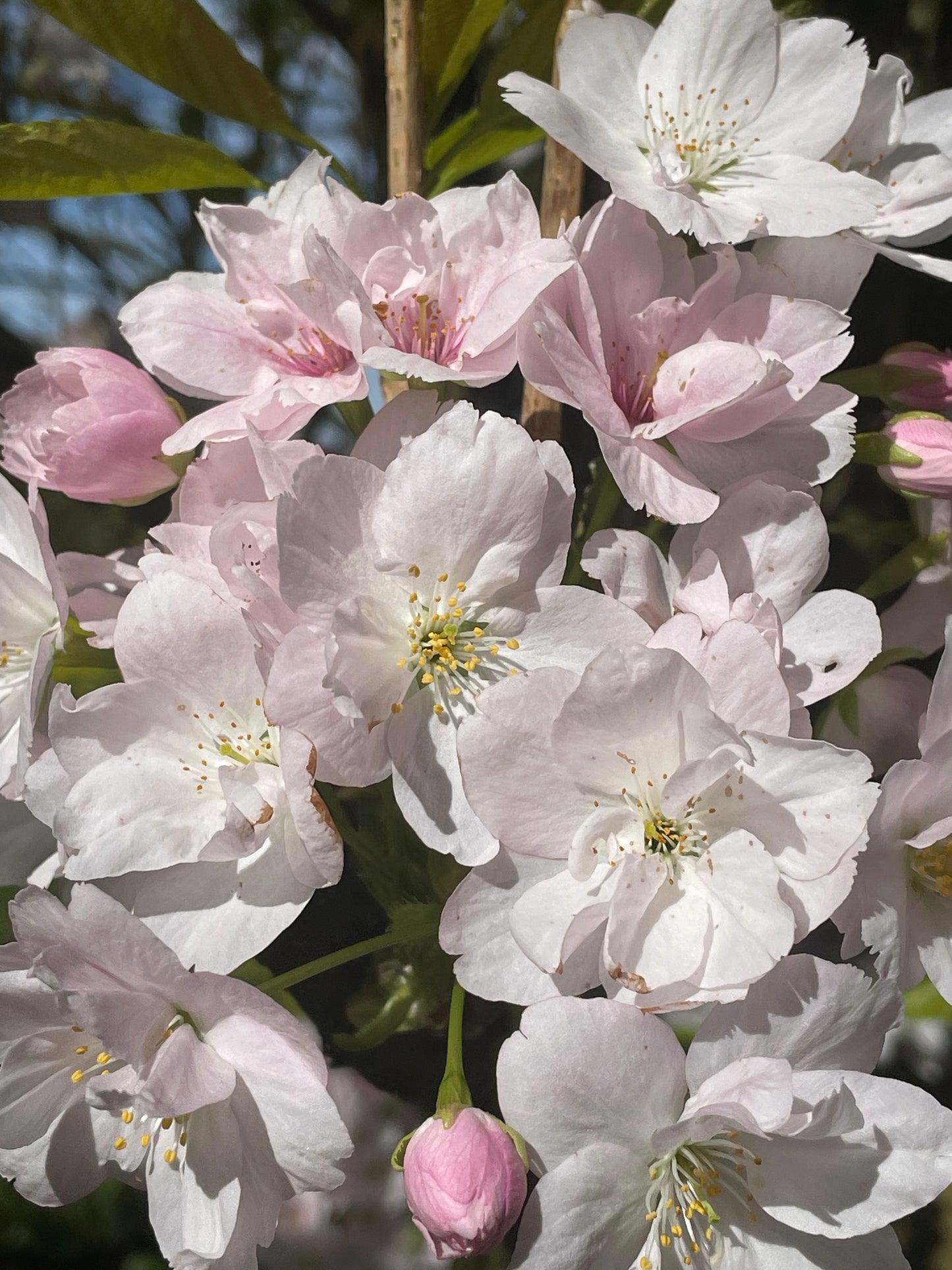 Flowering Cherry - Prunus Amanogawa