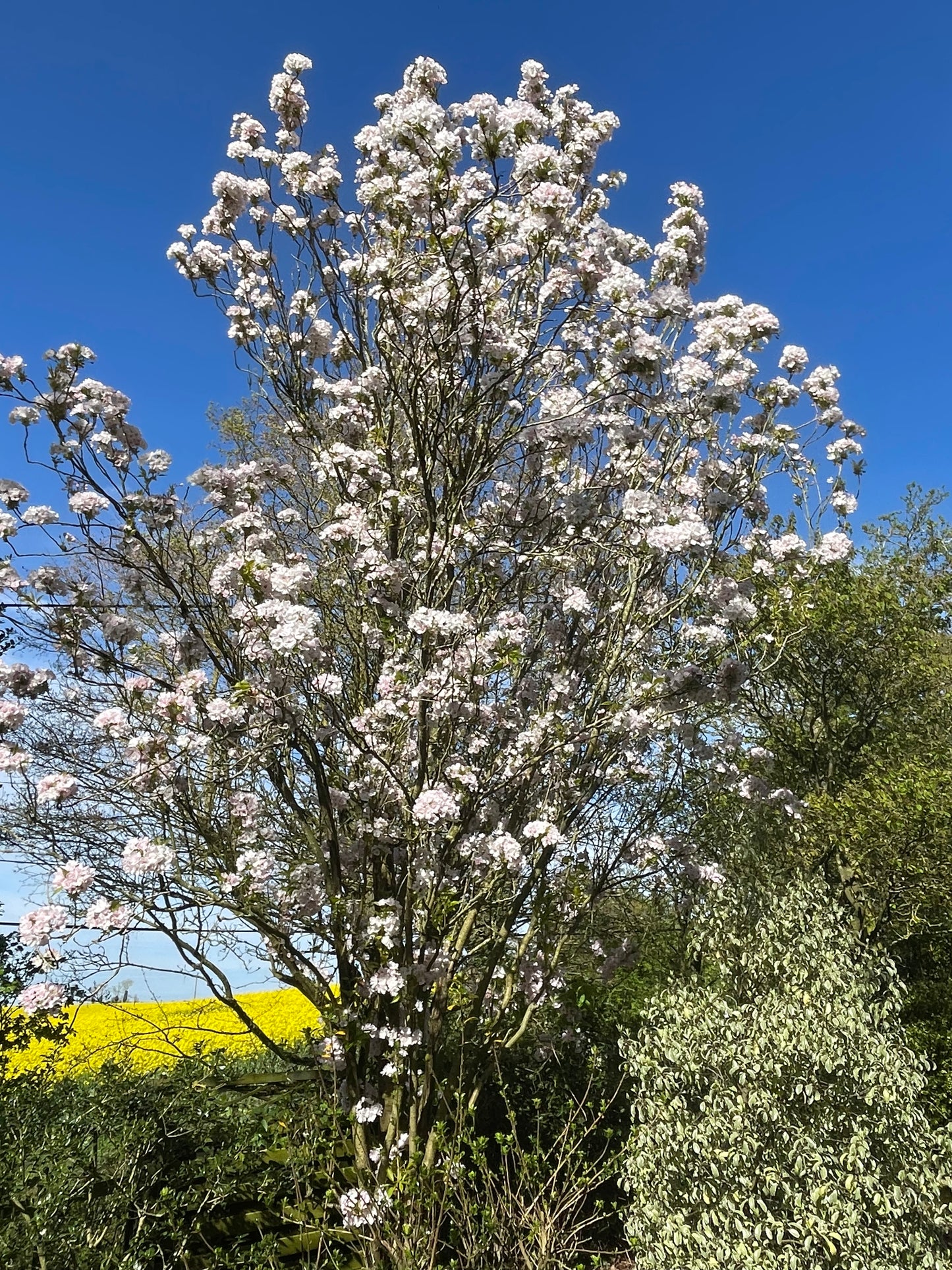 Flowering Cherry - Prunus Amanogawa