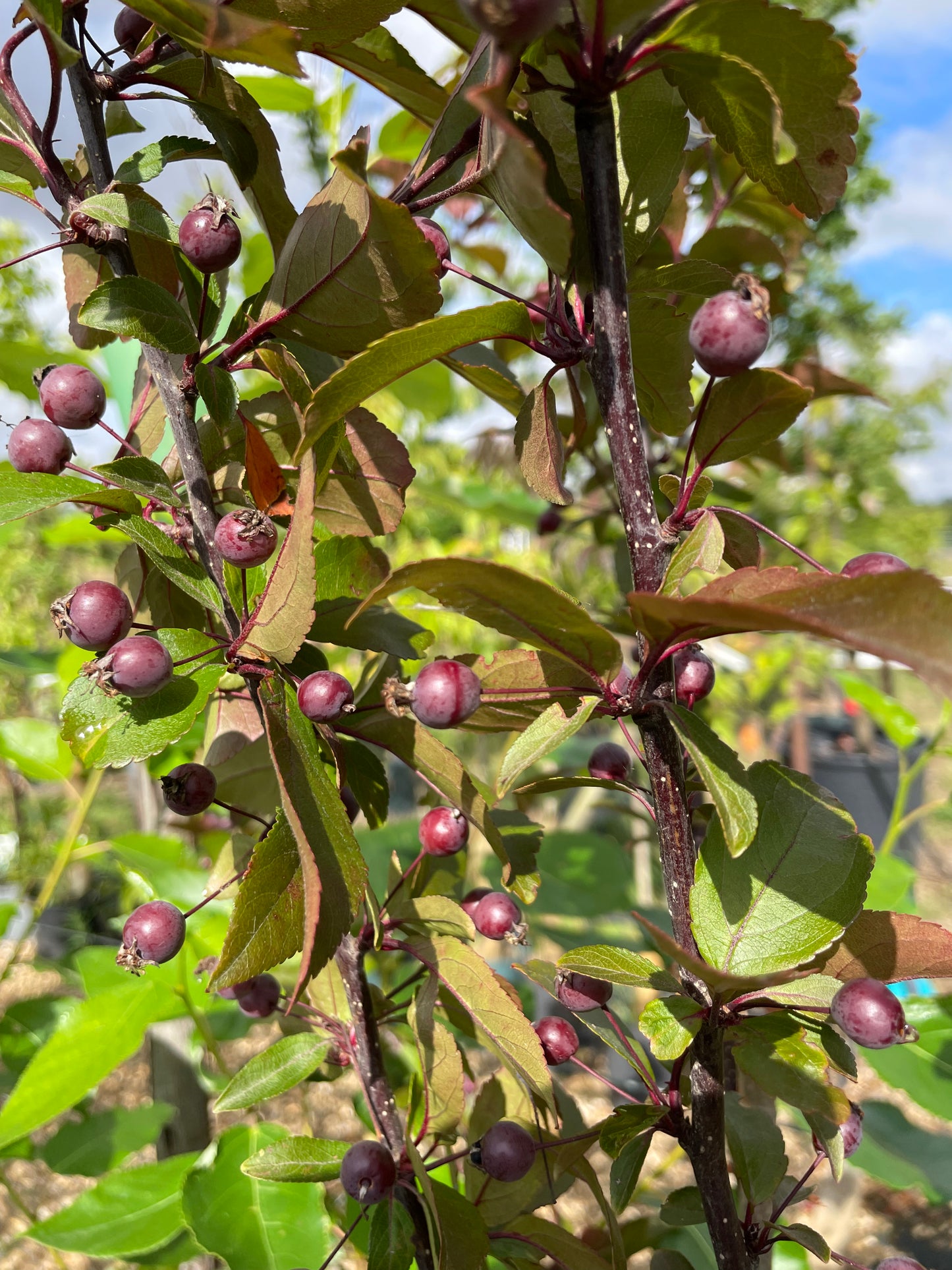Crab Apple - Malus Prainie Fire