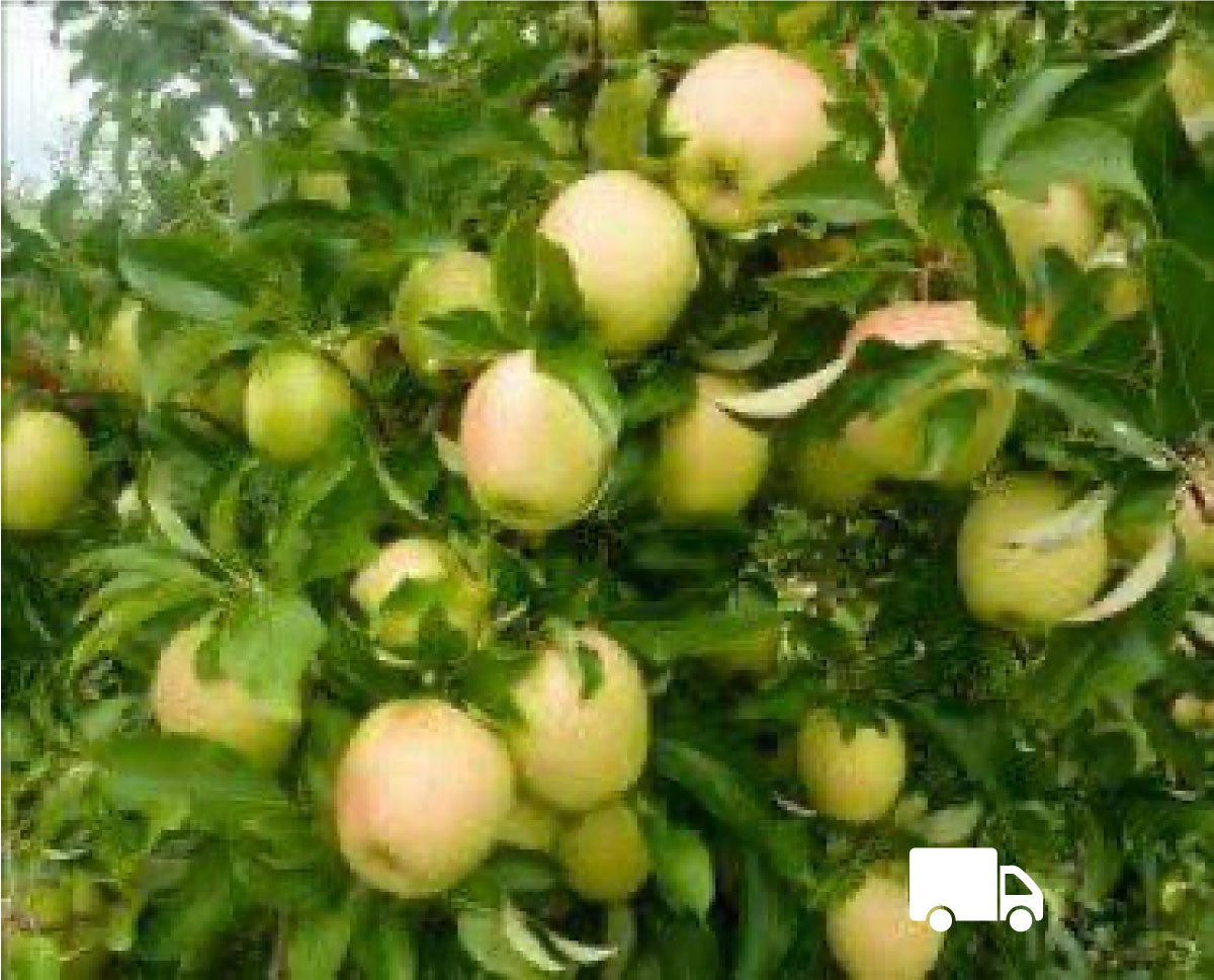 Apple - Golden Delicious