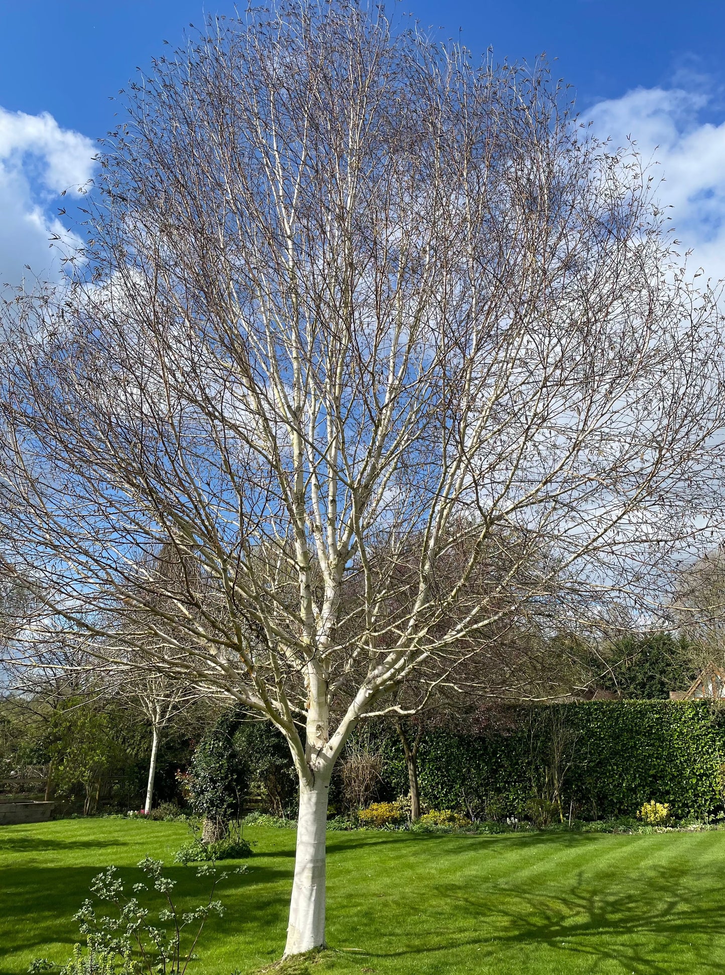 Birch - Betula Jacquemonti