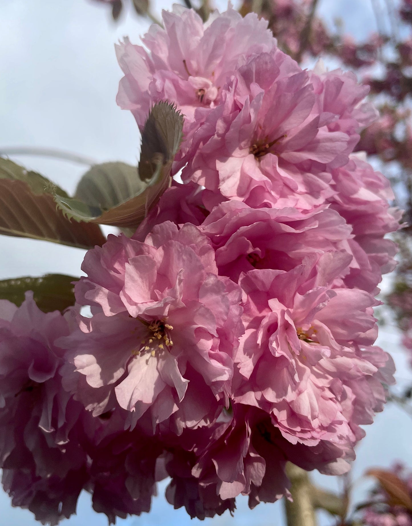 Prunus Fugenzo