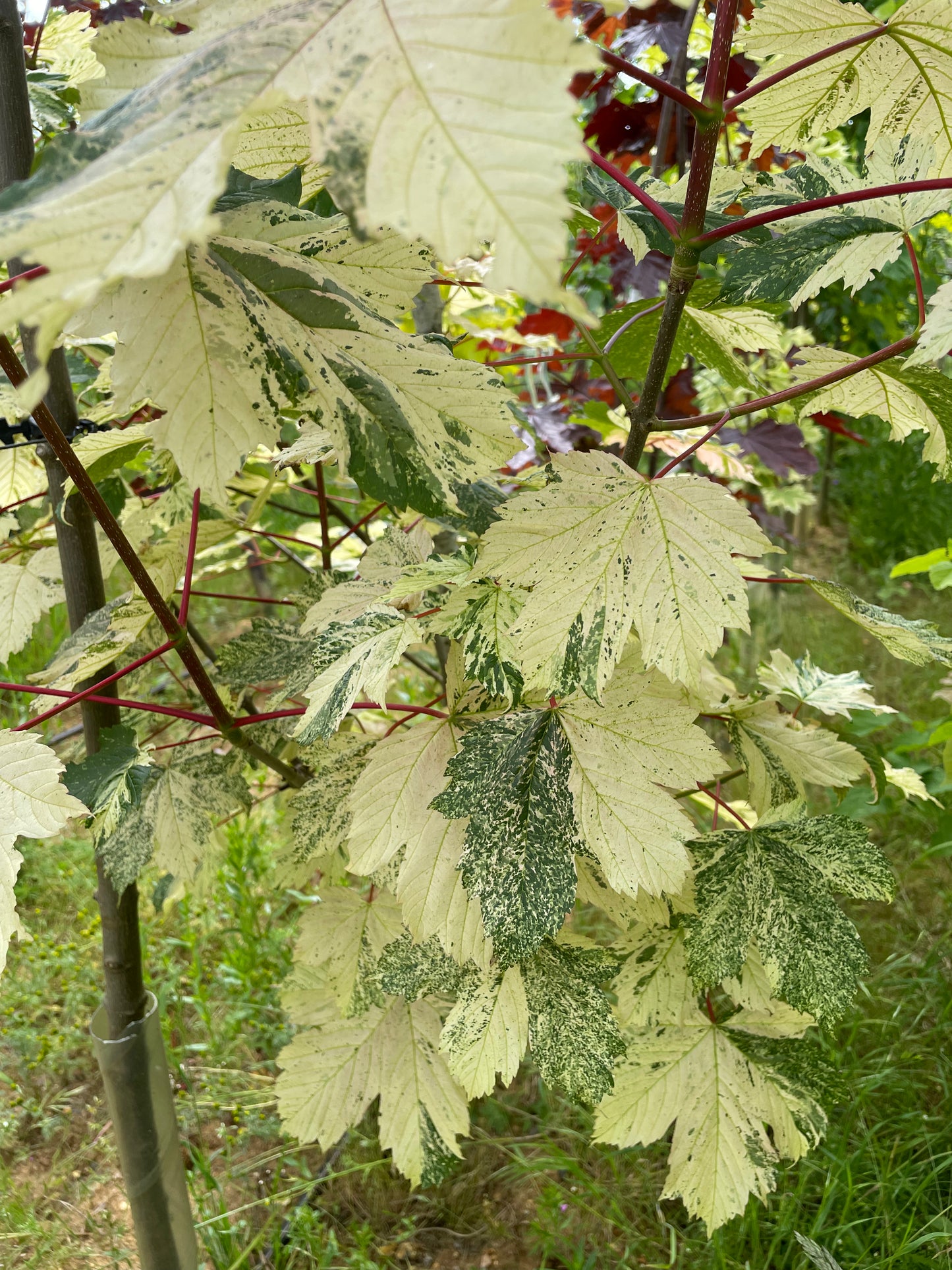 Acer - Simon-Louis Freres