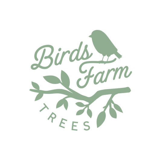 Birch - Betula Albosinensis