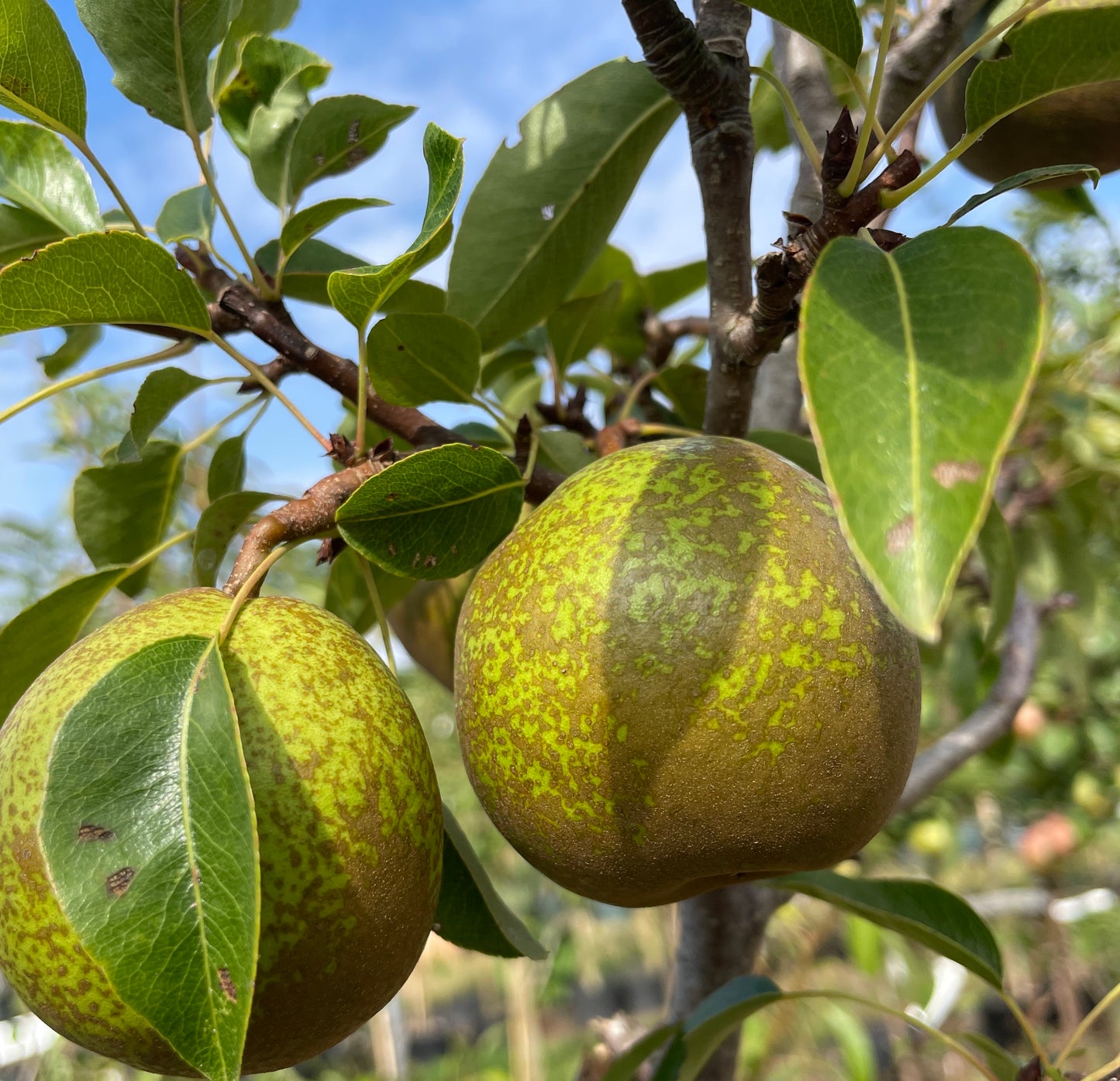 Pear - Winter Nelis
