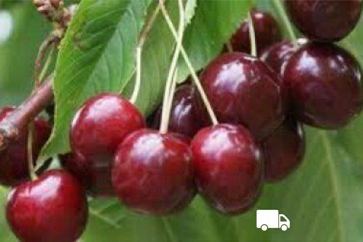 Cherry - Stella